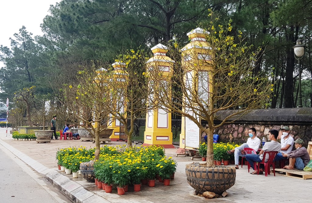 Đánh giá đặc tính cảm quan cây mai vàng Huế