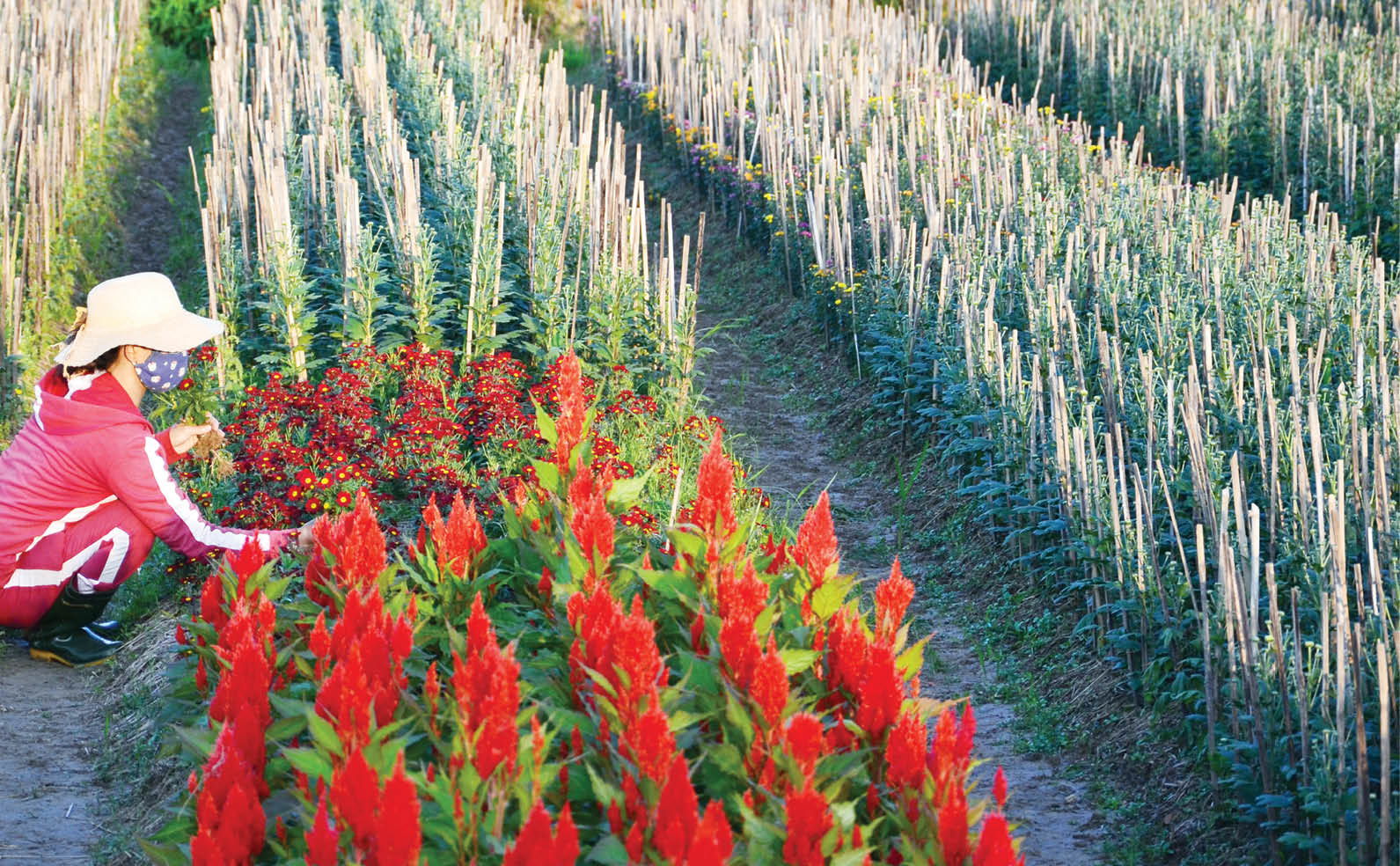 “Check-in” hoa xuân những ngày giáp tết