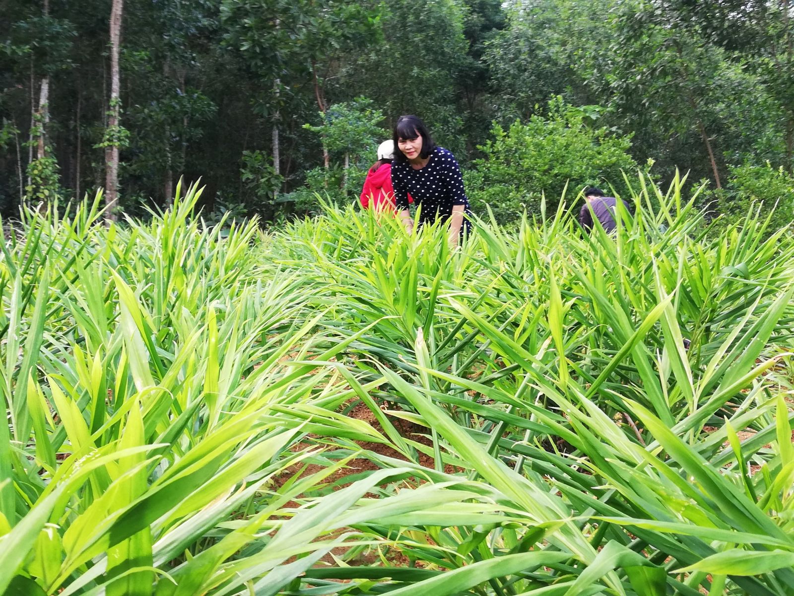 Having insomnia due to ginger