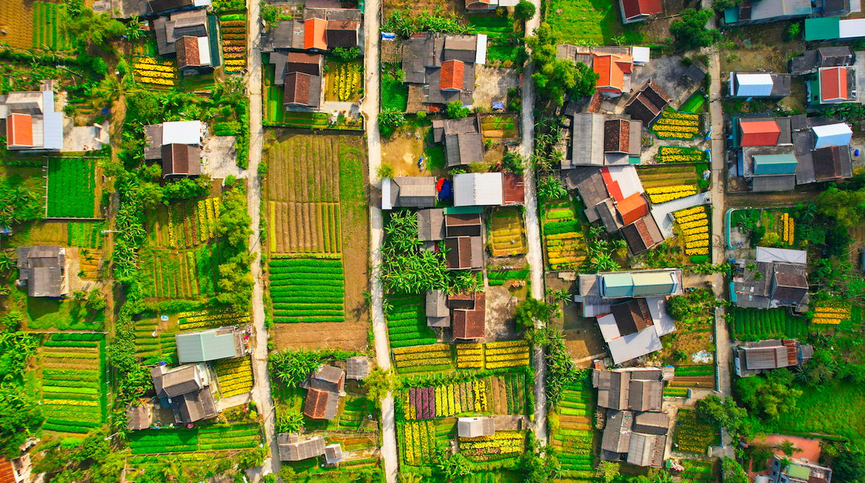 Famous flower village of Phu Mau on Tet harvest