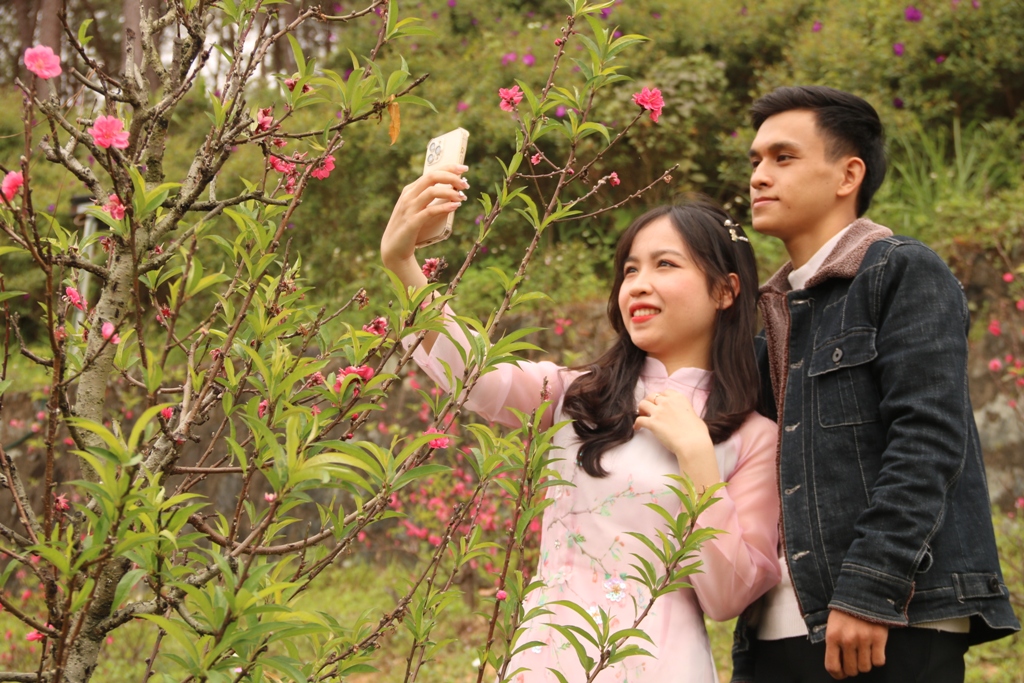 Vườn đào vùng cao A Lưới khoe sắc thu hút khách