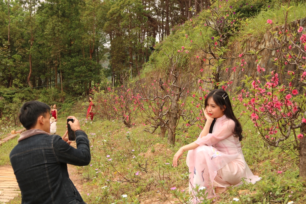 Blooming A Luoi highland Prunus Persica garden attracts visitors