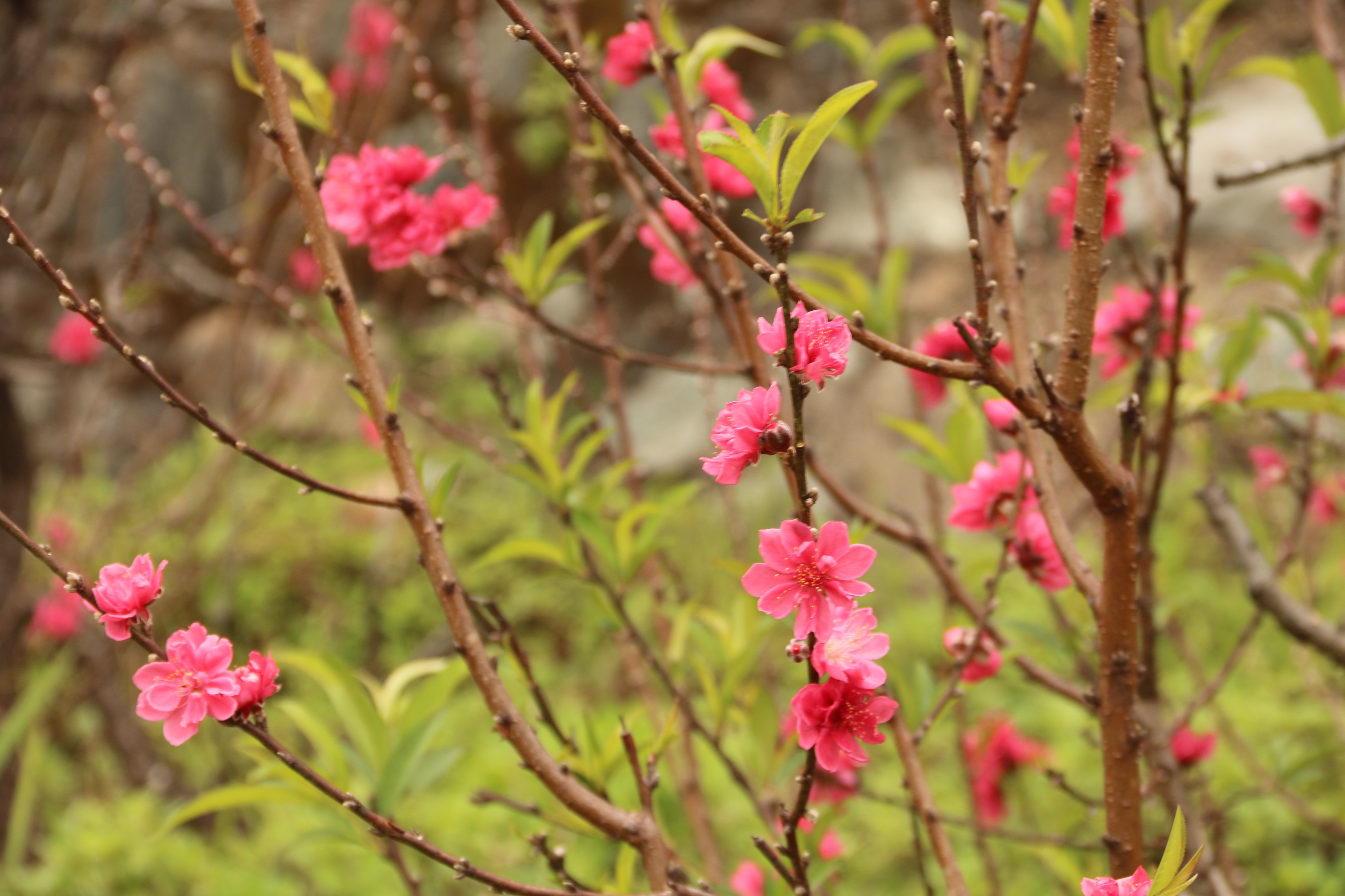 Kêu gọi tặng cây đào sau tết cho A Lưới