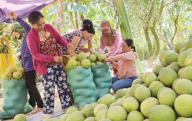 Khôi phục cây đặc sản thanh trà