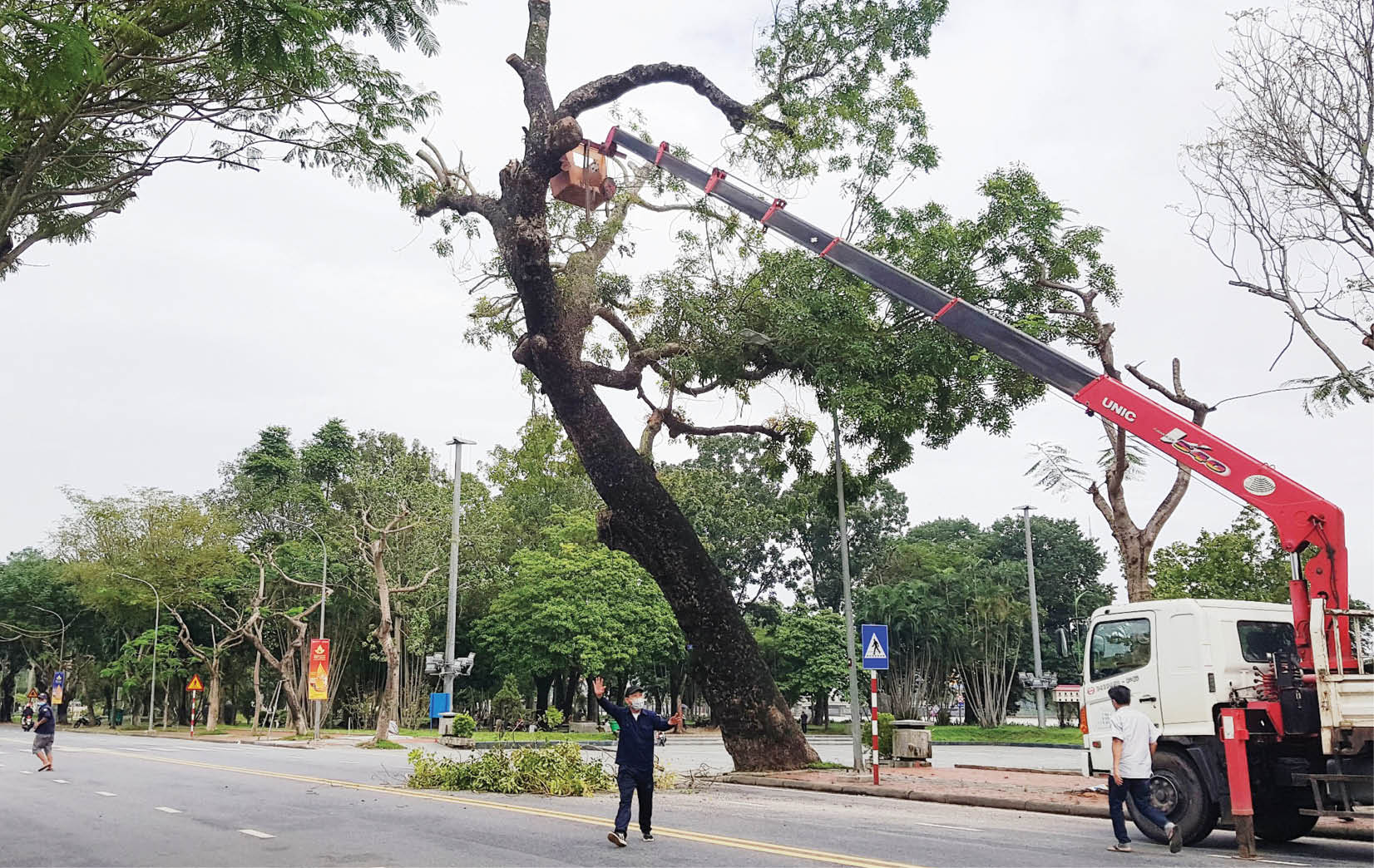 Những người “đu” cây