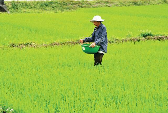 Chăm lúa đông xuân từ đầu vụ