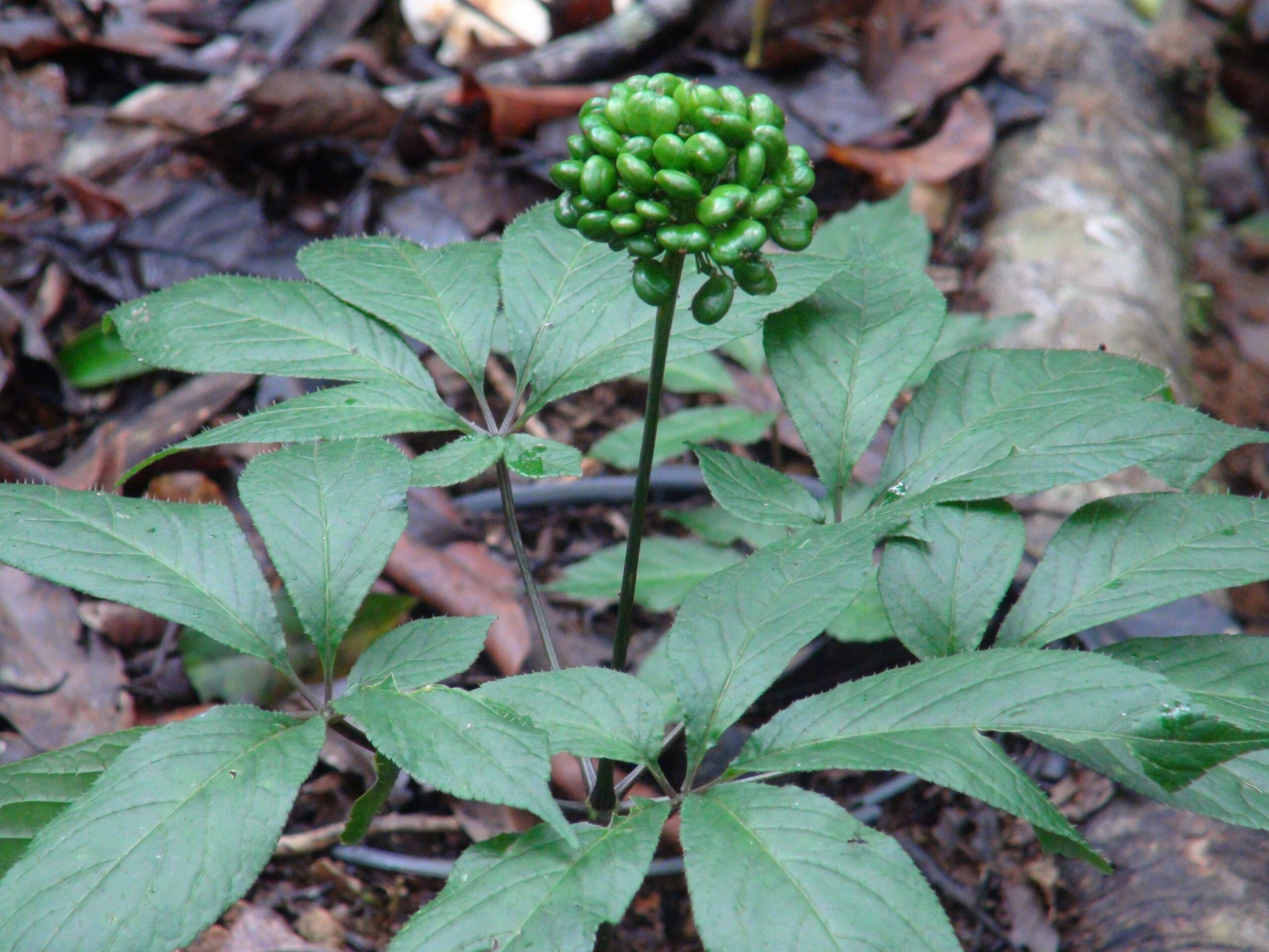 Mua sâm ngọc linh ở đâu tốt nhất