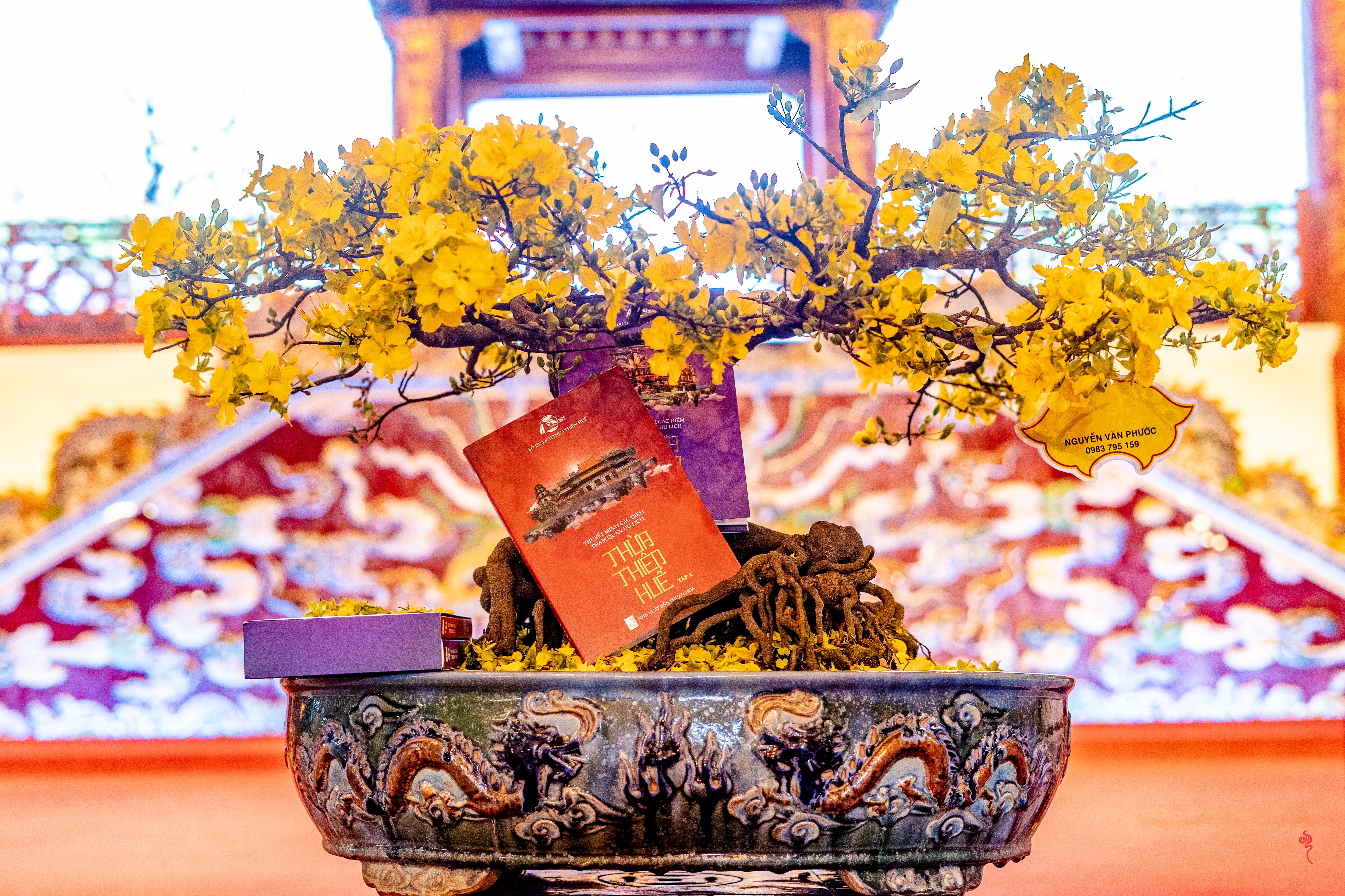 Đưa Huế trở thành xứ sở mai vàng của Việt Nam