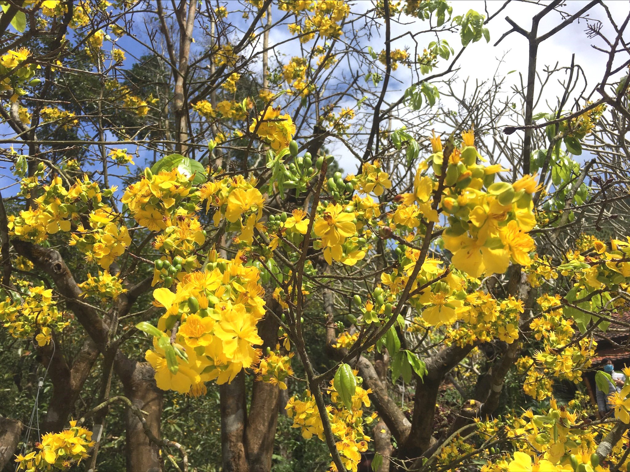 Turning Hue into Vietnam’s land of the yellow apricot trees
