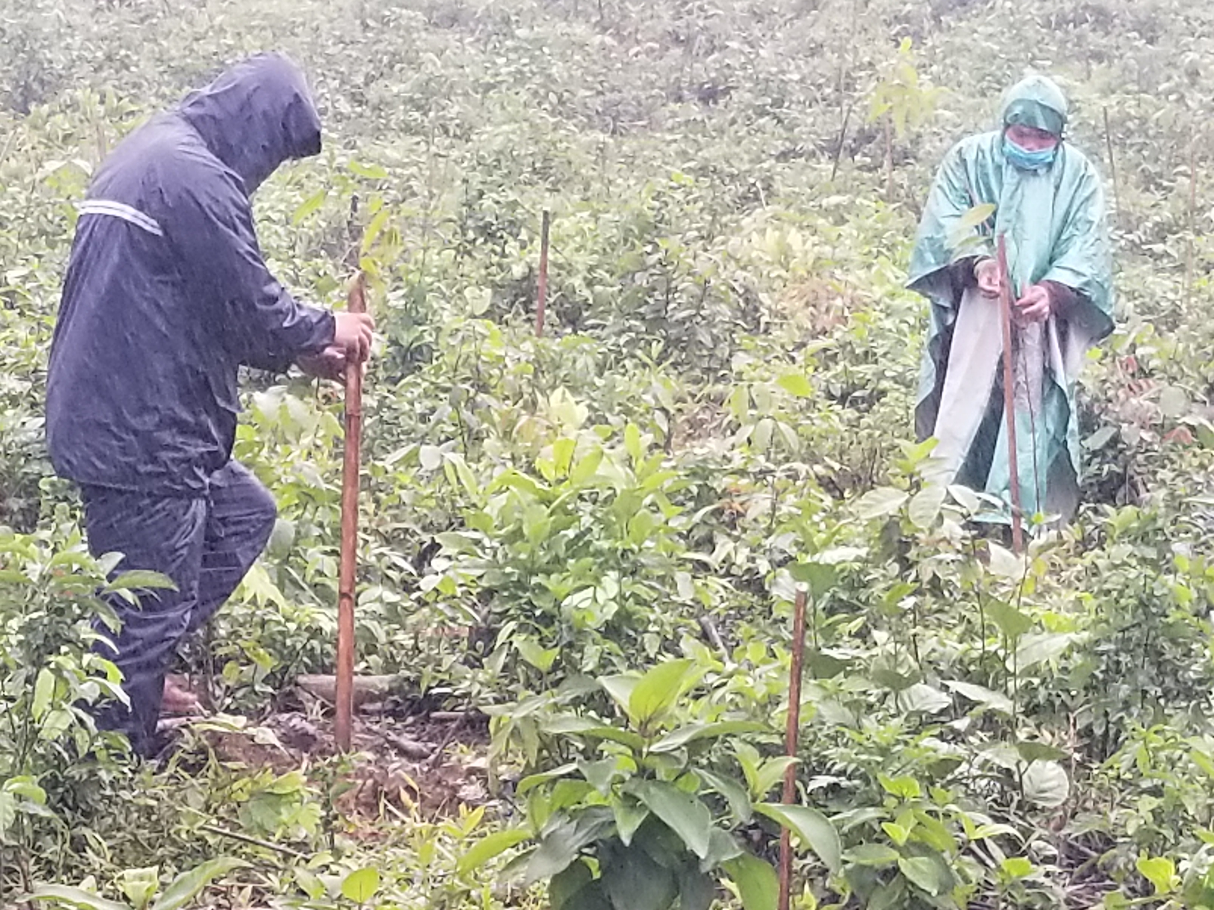Nghiệm thu công đoạn hoàn thành trồng rừng bản địa đa loài