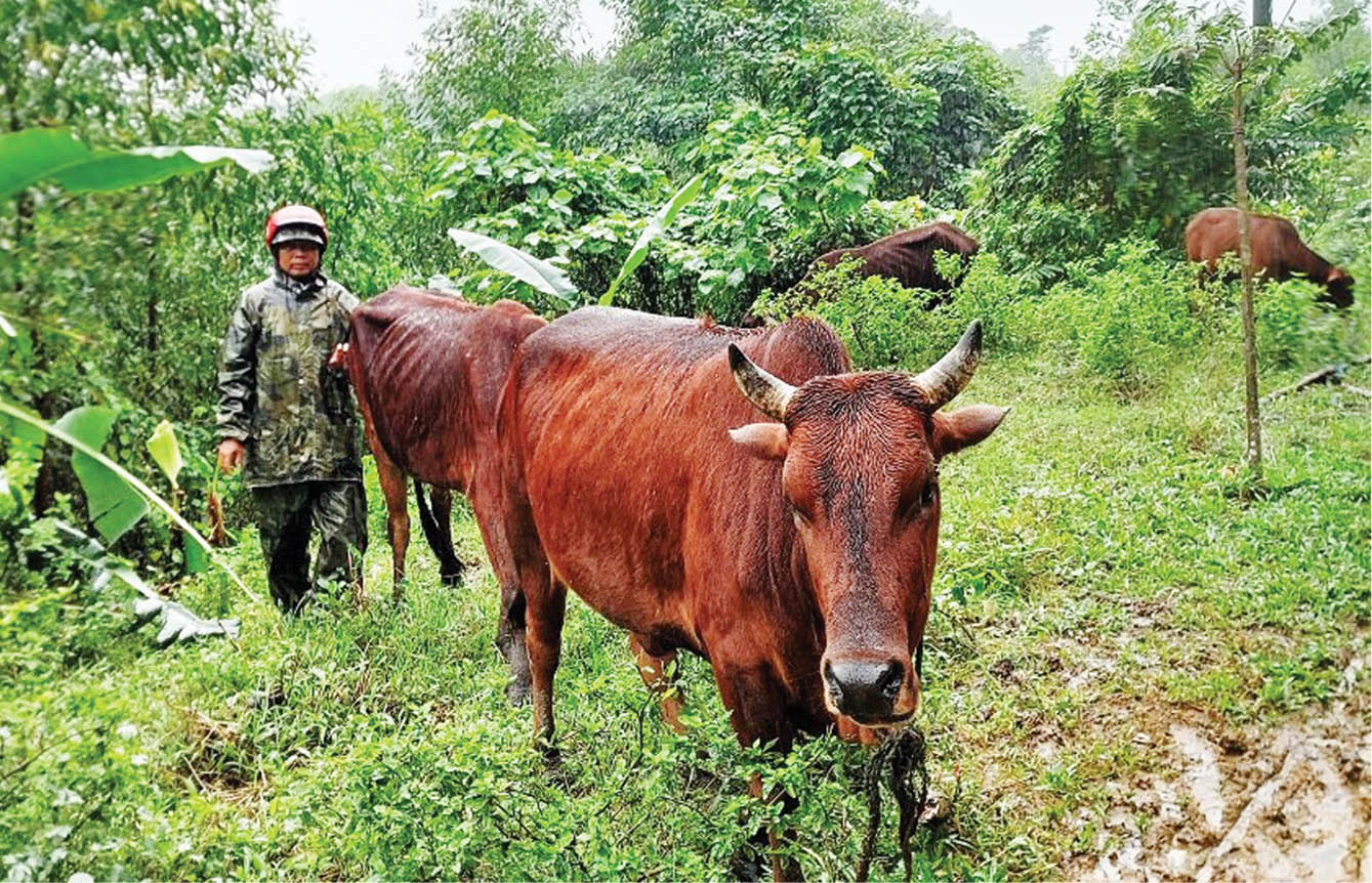 Phòng, chống rét cho gia súc
