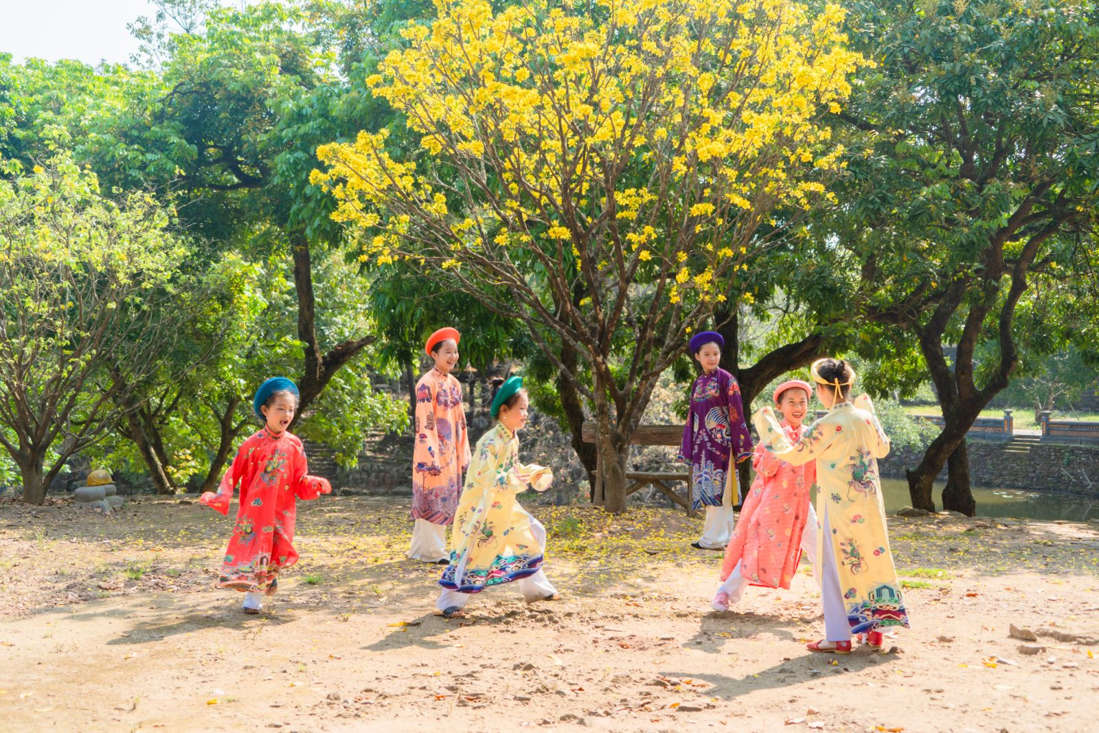 Yellow apricot blossom at the front entrance