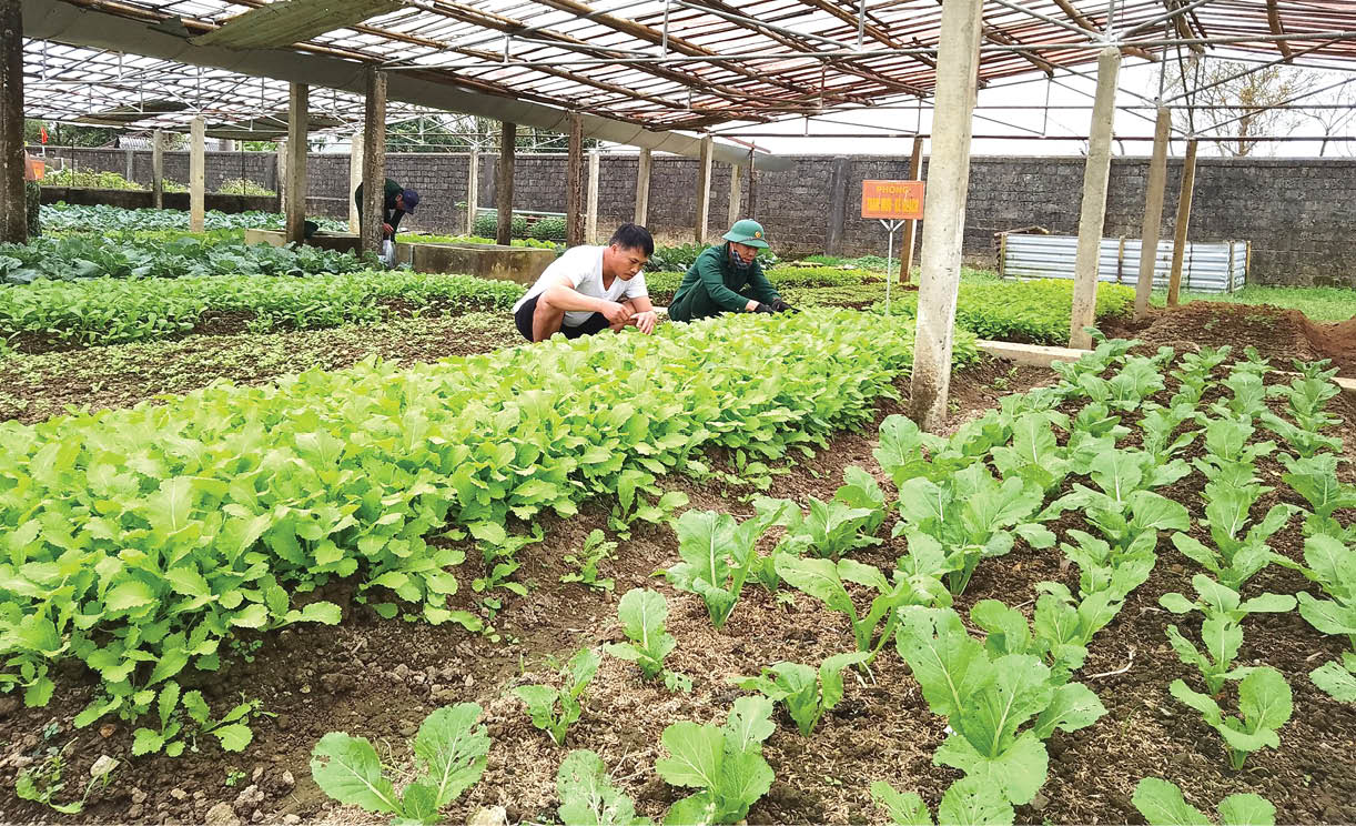 Ứng dụng mô hình chăn nuôi, trồng trọt nơi vùng biên