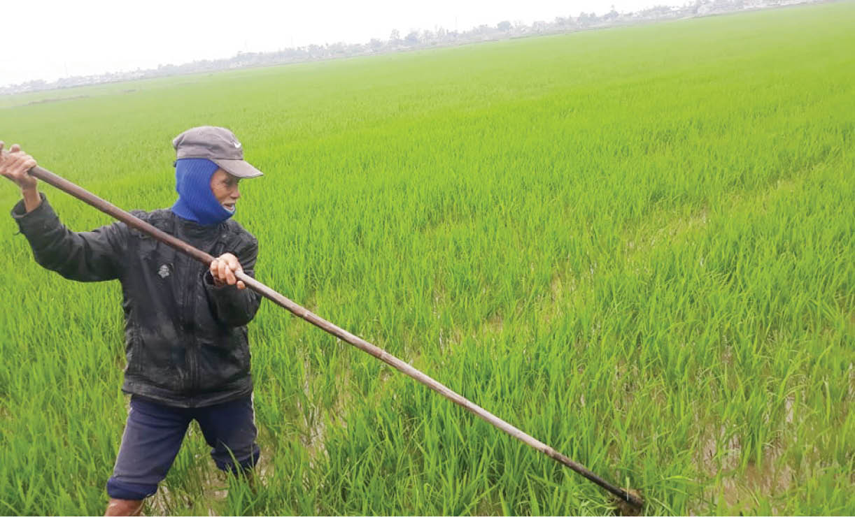 Lão nông bền bỉ trên ruộng hoa, ruộng lúa