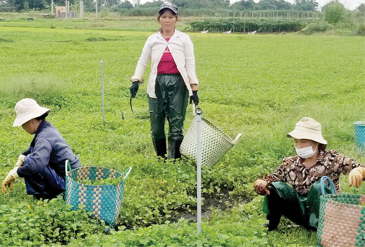 Rau má Quảng Thọ Ưu thế từ chất lượng