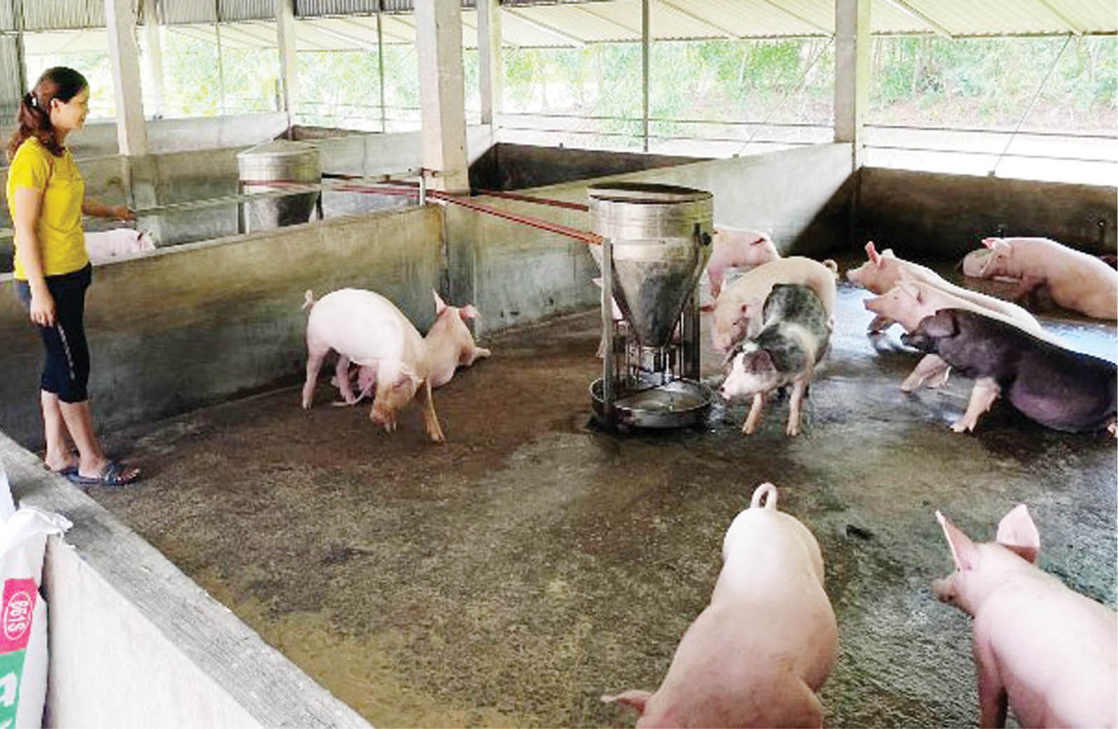 Nông dân sử dụng hiệu quả nguồn vốn vay