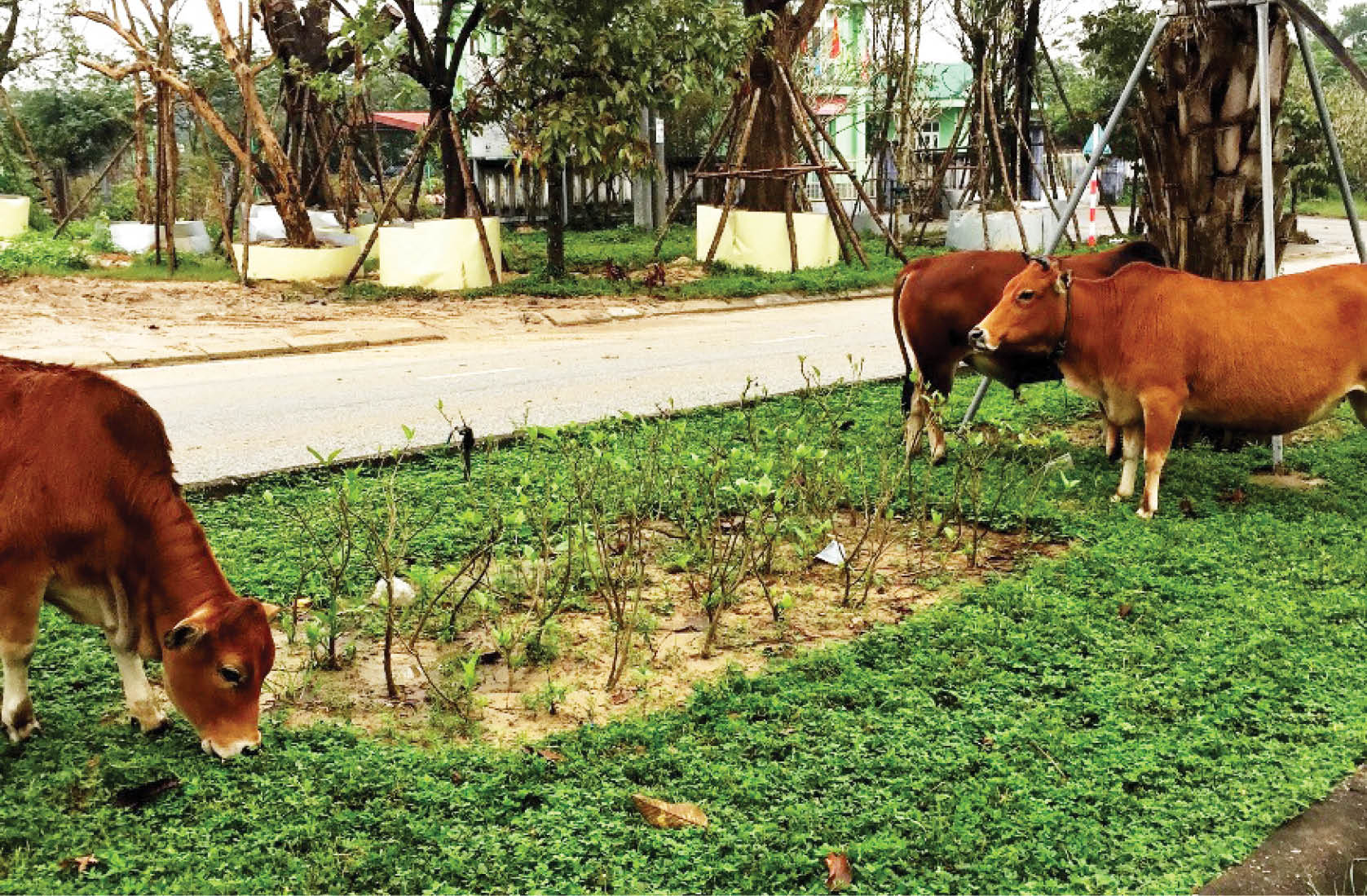 Trâu bò thả rông, mức xử lý còn quá nhẹ
