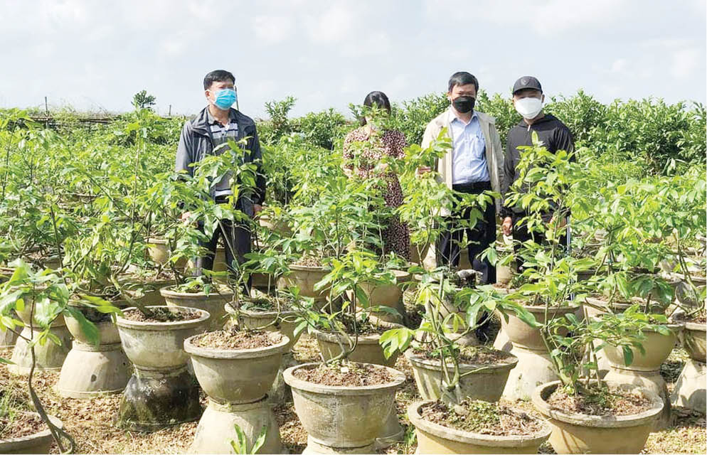 Lan tỏa phong trào trồng mai vàng