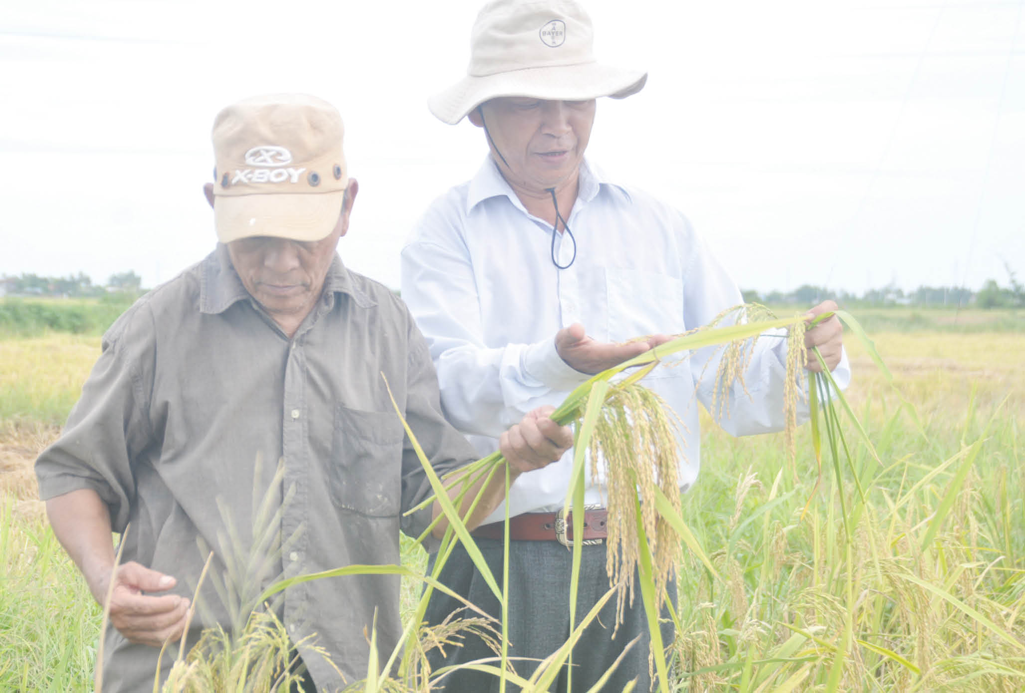 Giá vật tư tăng gấp đôi, nông dân lo nguy cơ thua lỗ