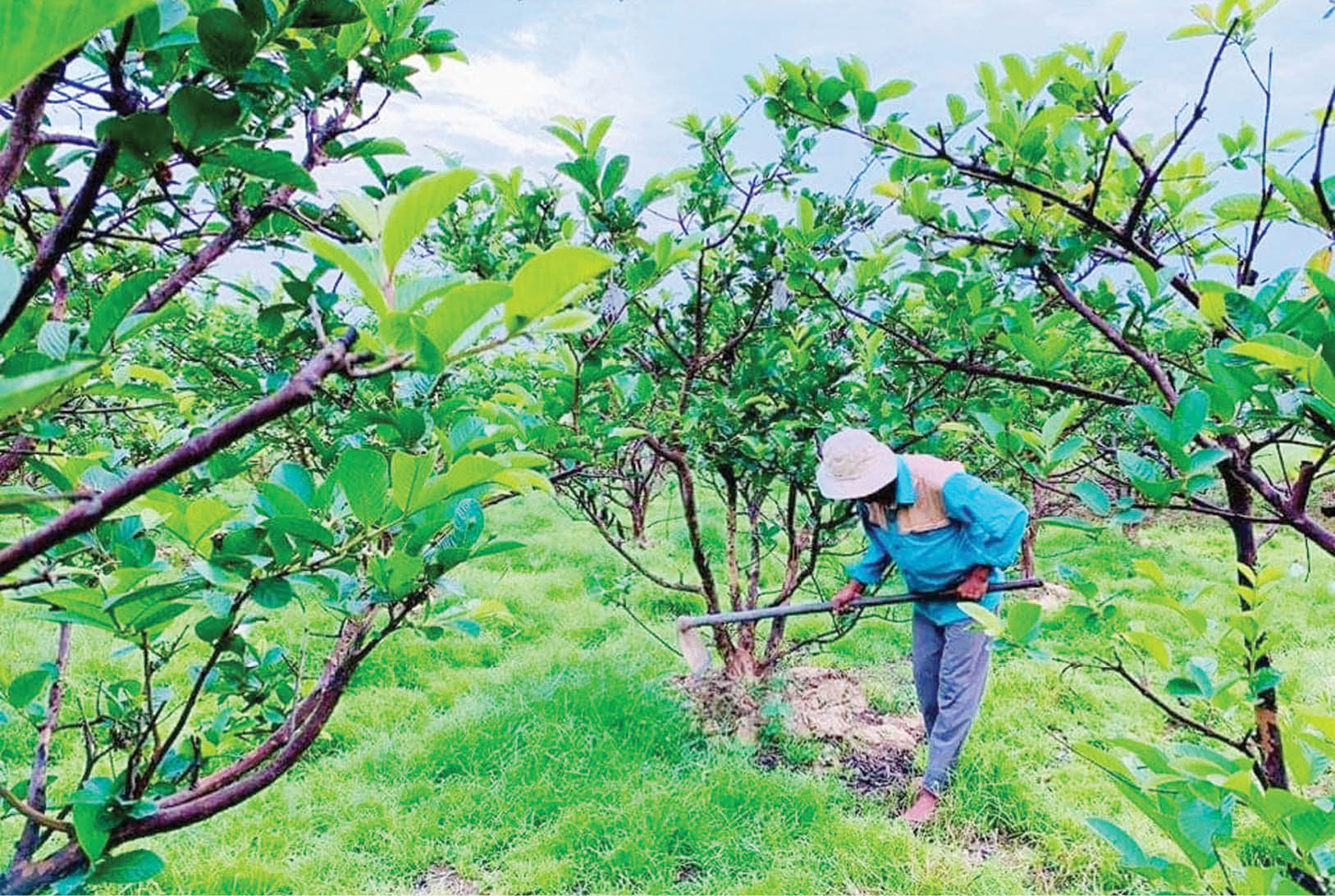 Hương Trà Hướng đến sản xuất nông nghiệp an toàn, tạo lợi thế cạnh tranh