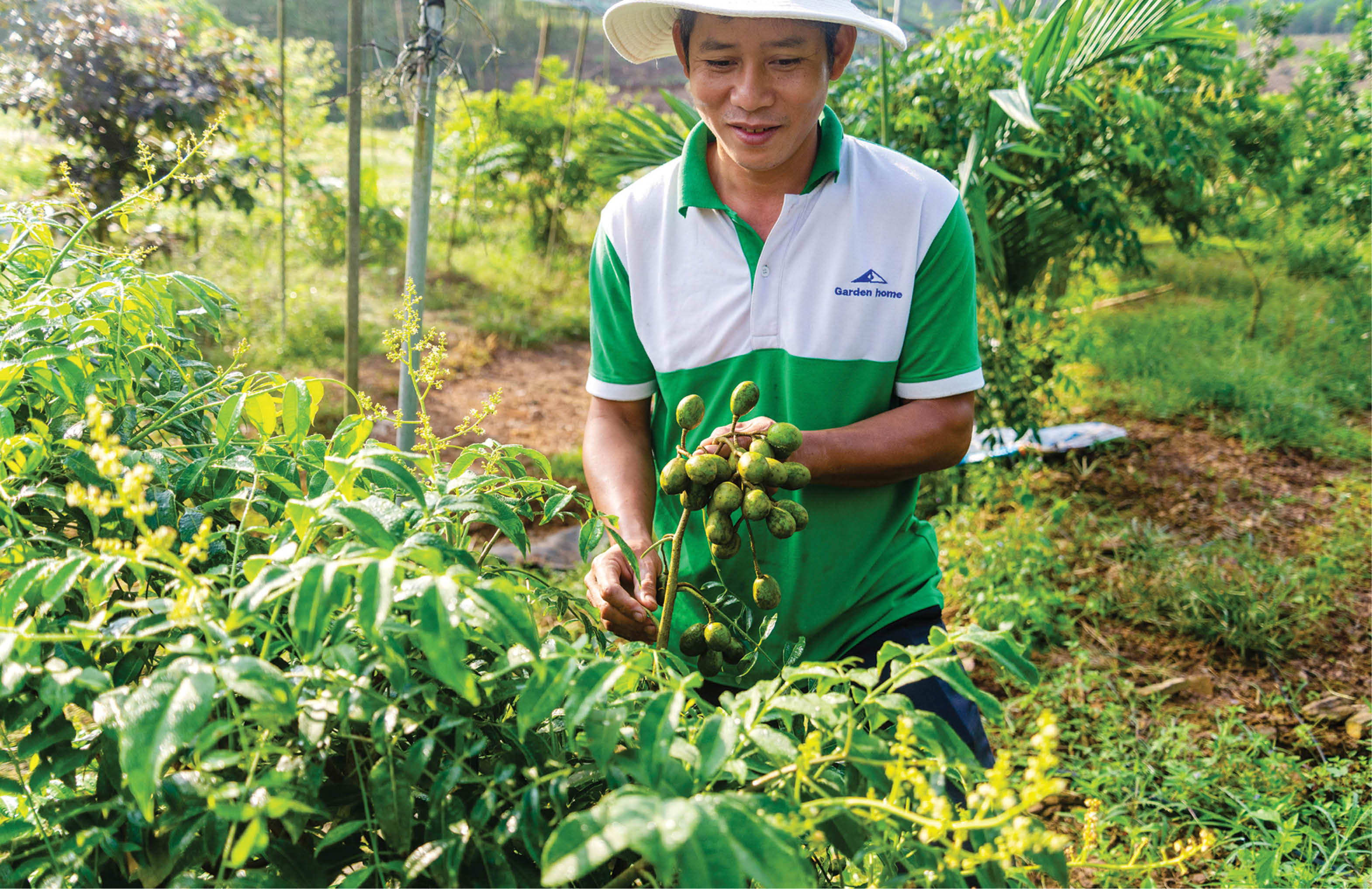 Những giống cây trái mới trên đất Huế