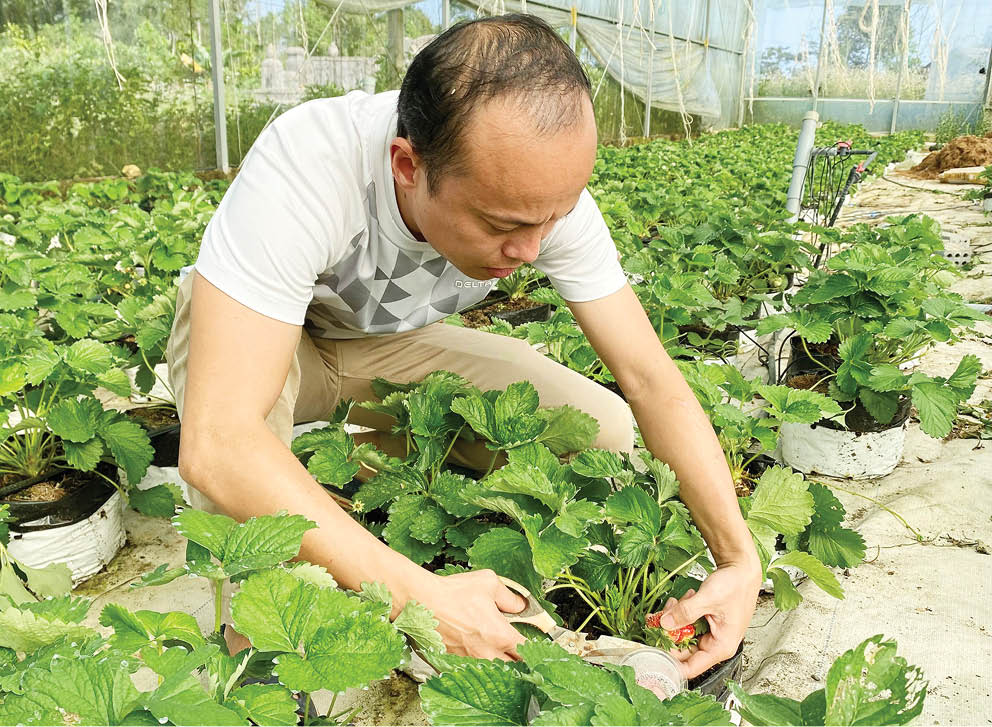 Triển vọng từ dâu tây thuần khí hậu Huế