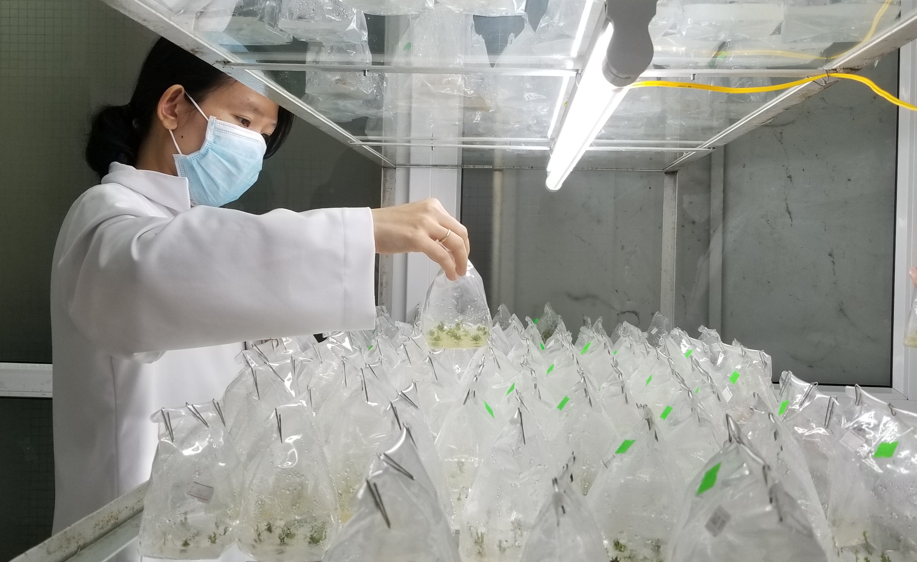 Nghiên cứu khoa học và thực tiễn di thực cây sâm Ngọc Linh trên địa bàn tỉnh