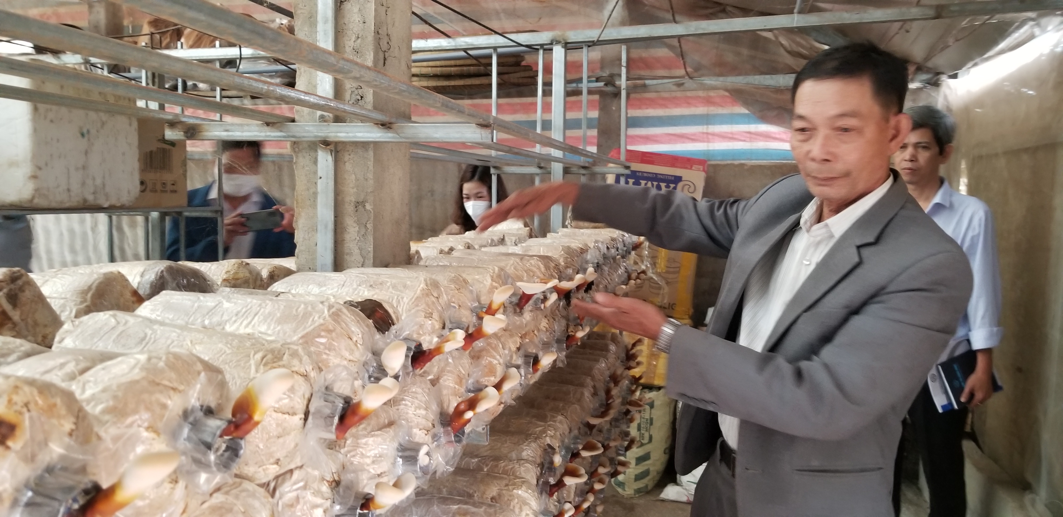 Ứng dụng công nghệ nuôi trồng, sơ chế, bảo quản nấm dược liệu linh chi tại Quảng Phú