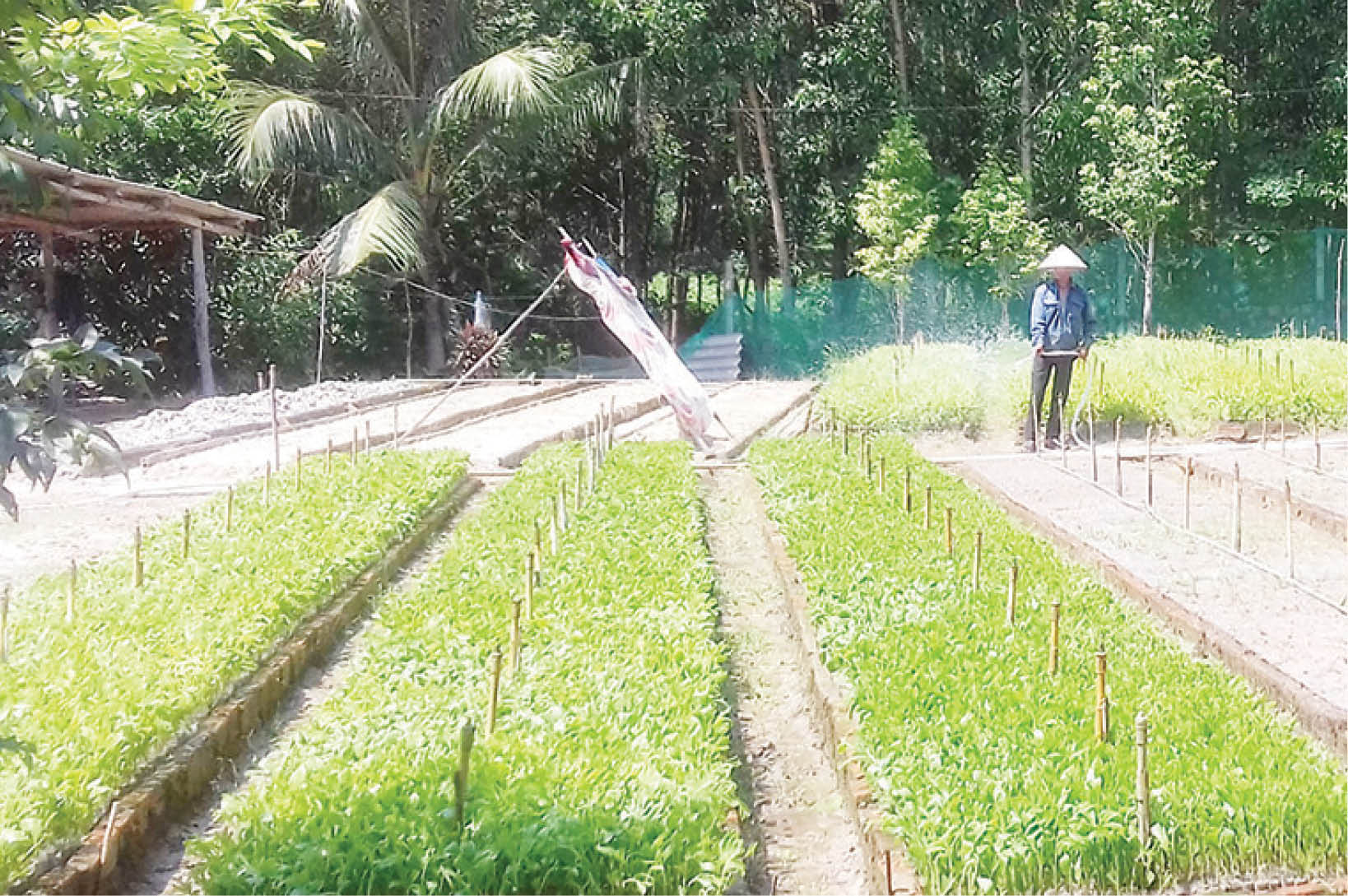 Hỗ trợ hộ trồng rừng quy mô nhỏ