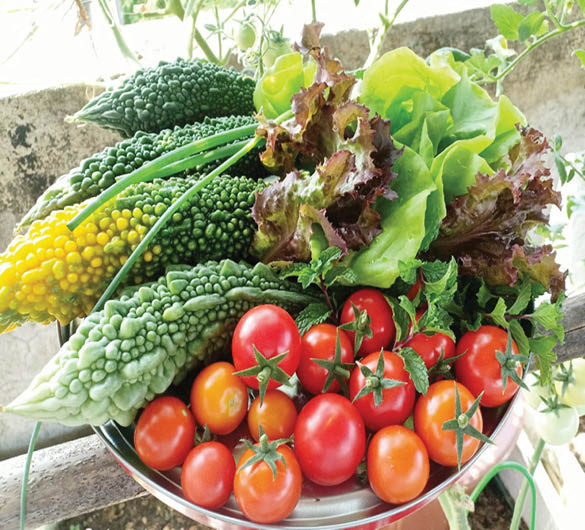 Lập vườn trên sân thượng