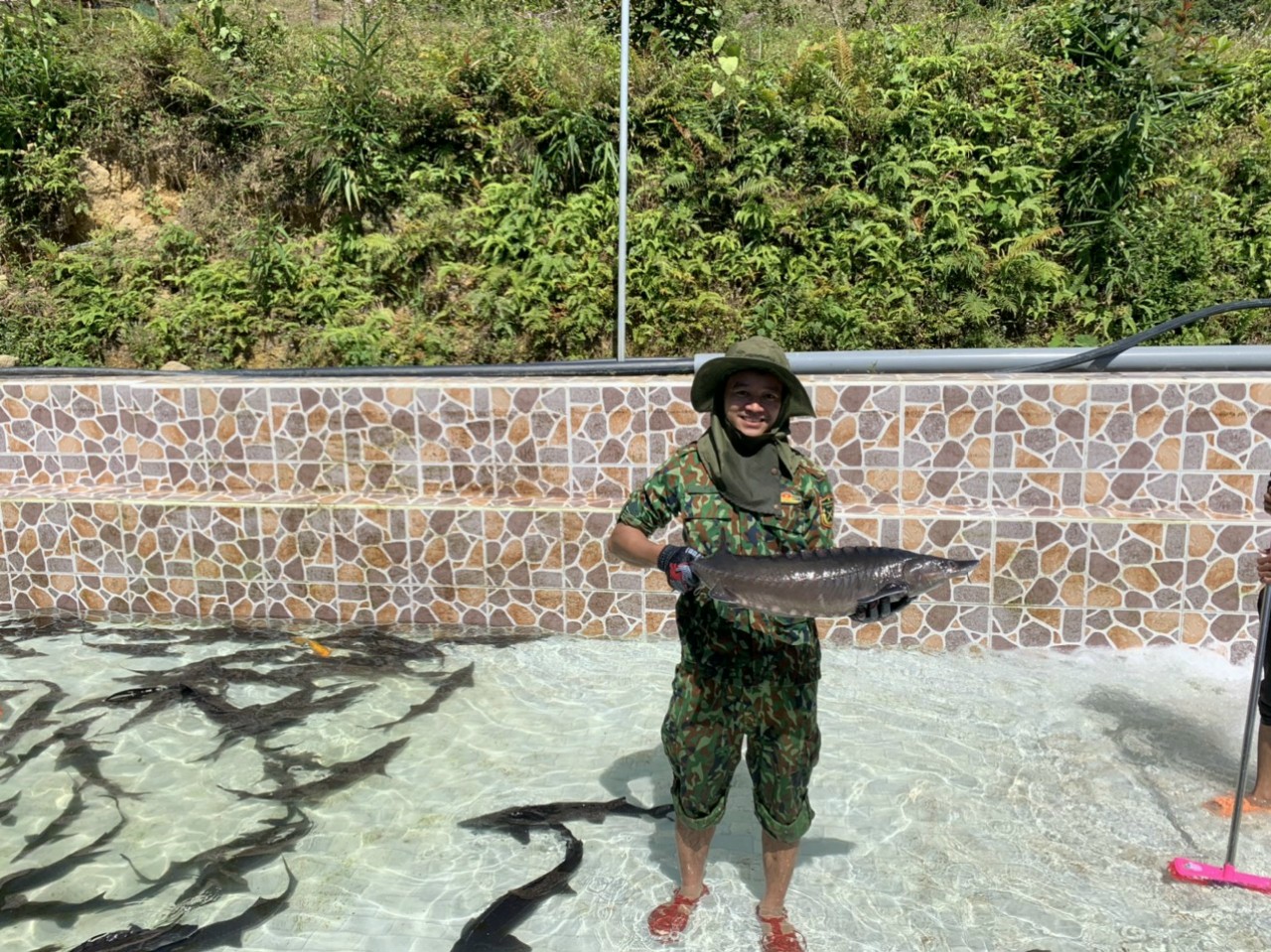 Ứng dụng tiến bộ khoa học và công nghệ ương, nuôi cá tầm theo chuỗi giá trị