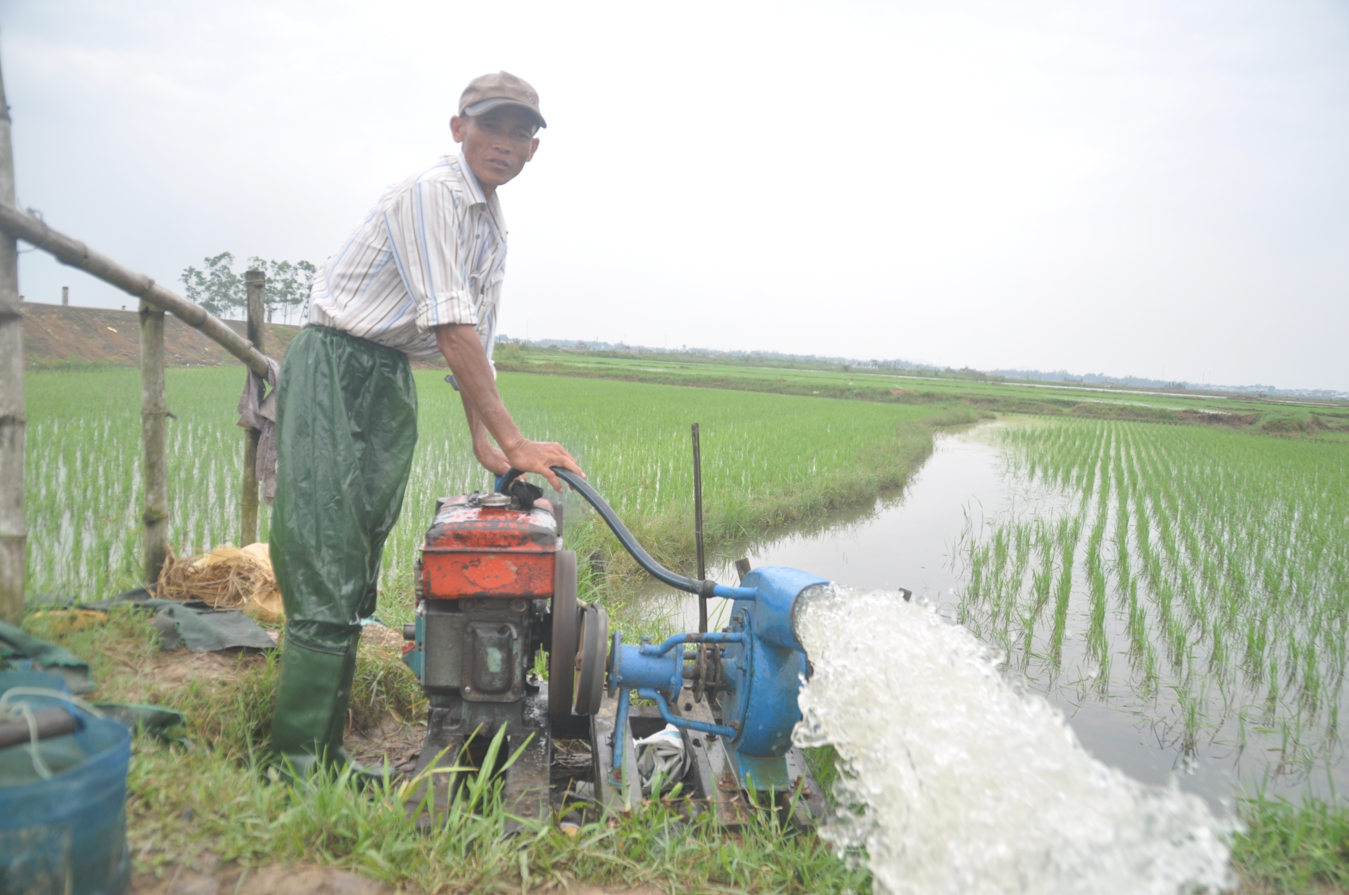 Chủ động tiêu úng, bảo vệ lúa đông xuân