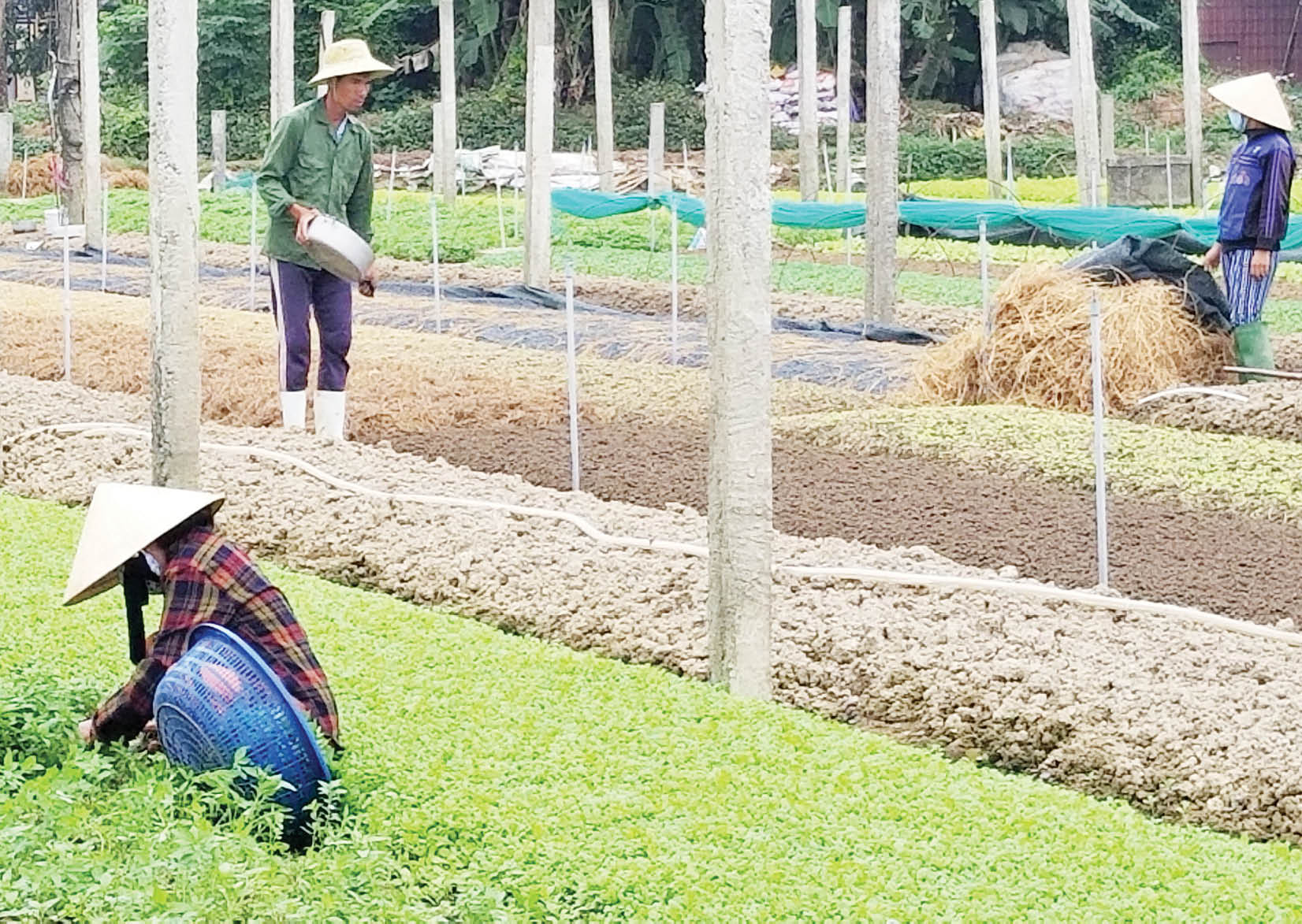 Kinh tế trang trại Từng bước thích ứng trước yêu cầu mới