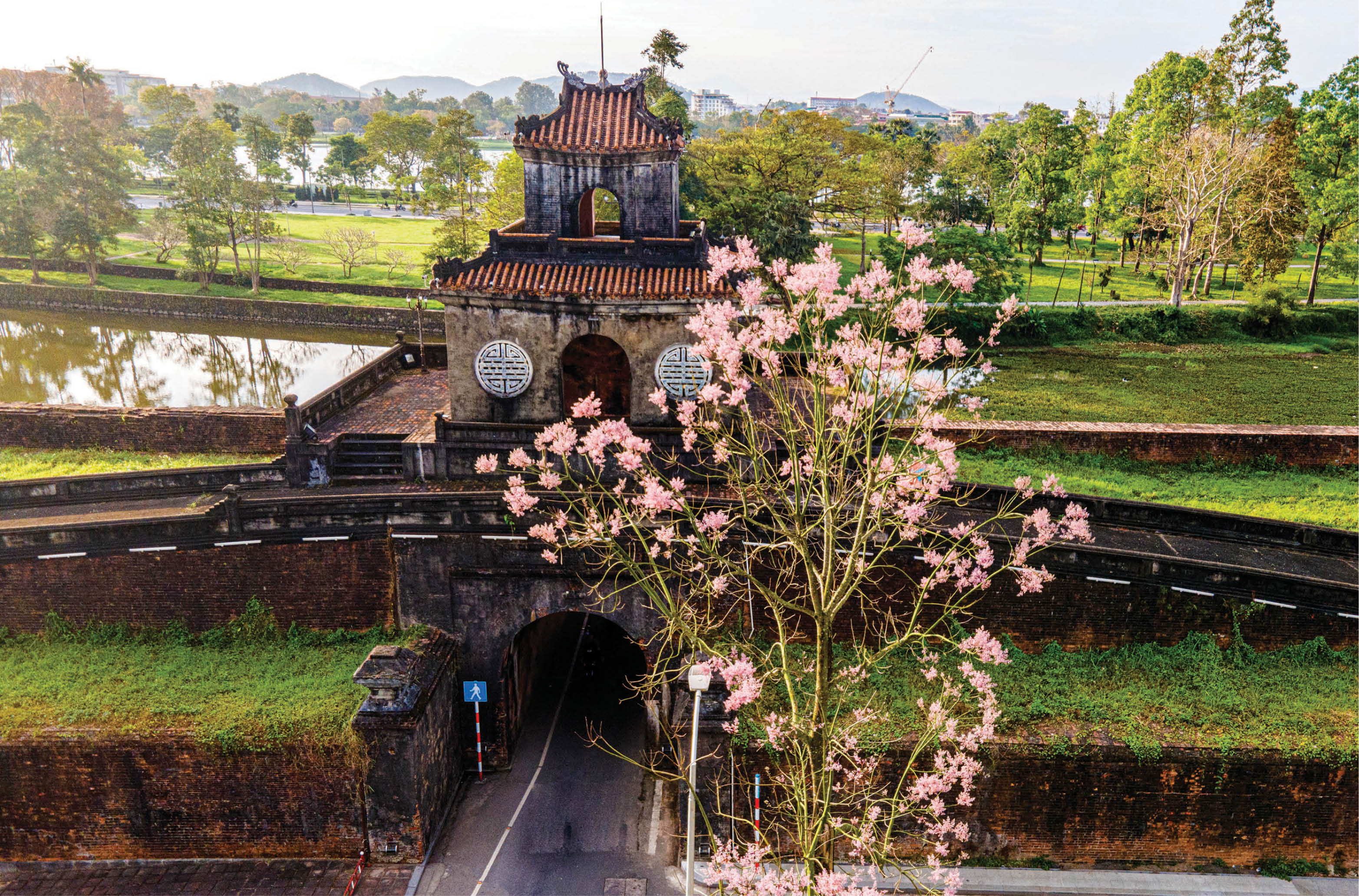 Mùa hoa ngô đồng