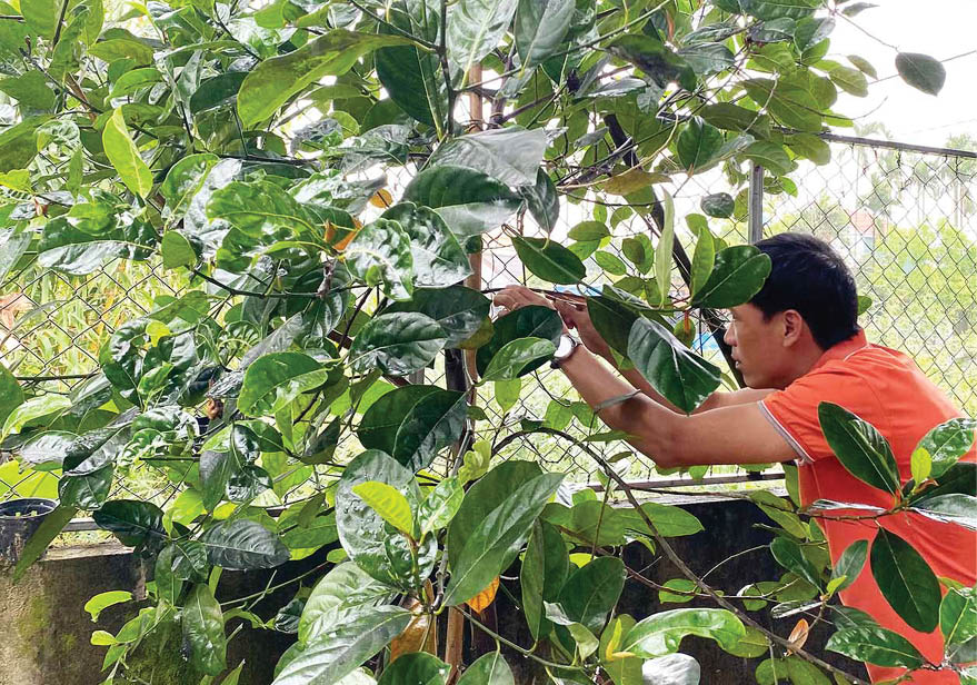 Cây xanh trong vườn nhà