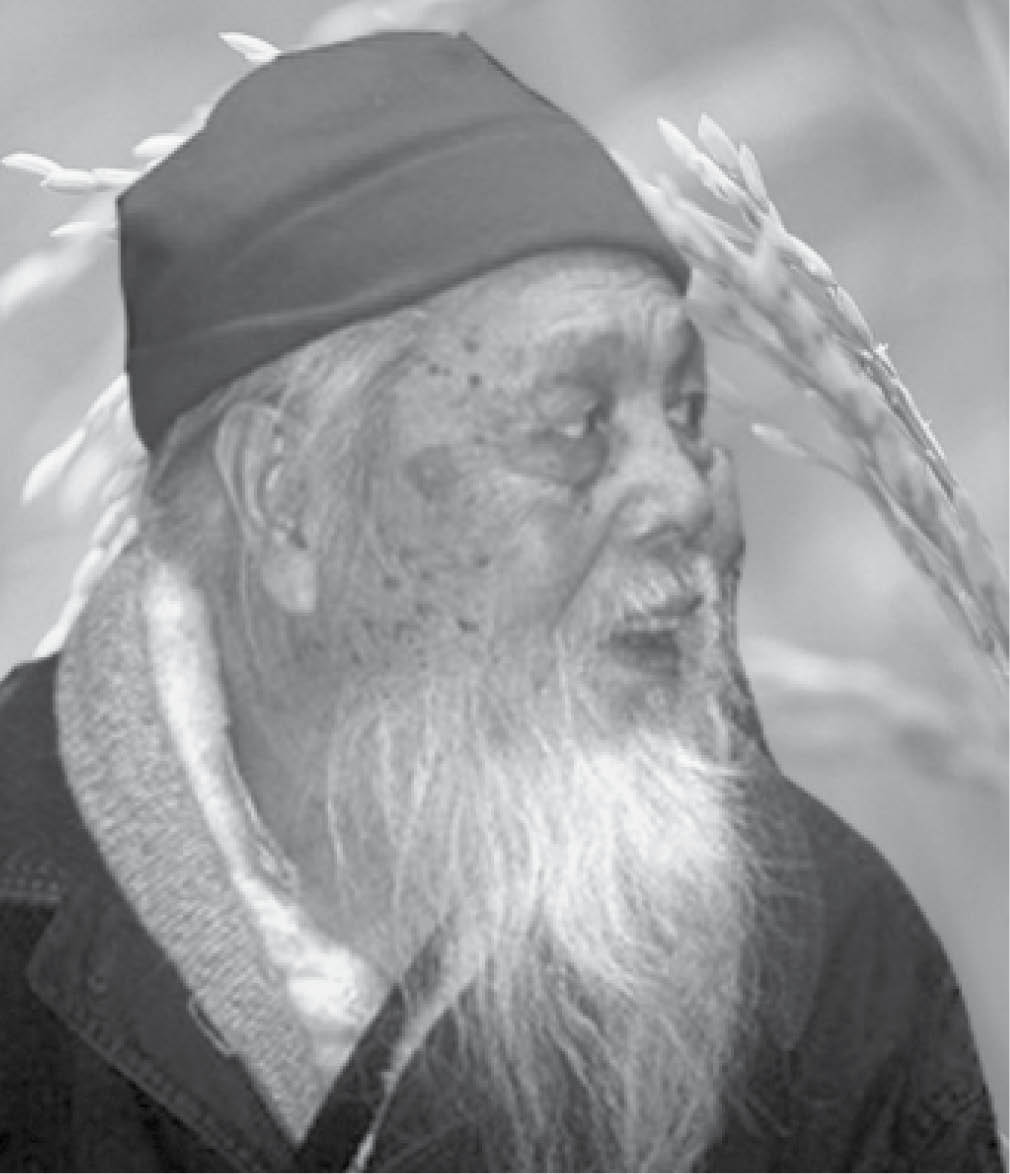 Bài hát “Lúa vàng” từ năm 1949…