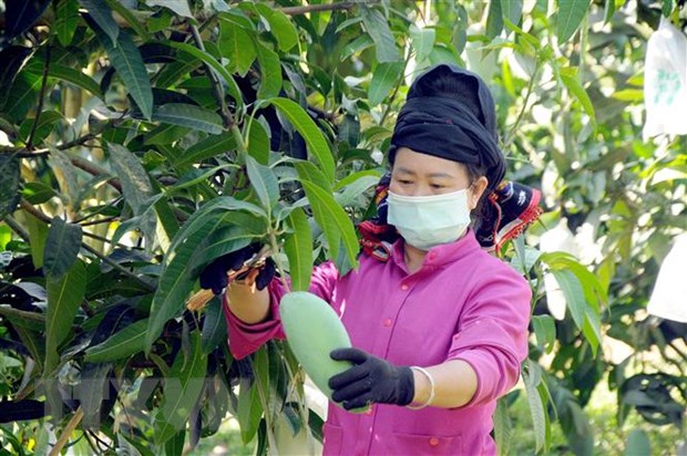 Xuất khẩu rau quả chuyển dịch tích cực trong những tháng đầu năm