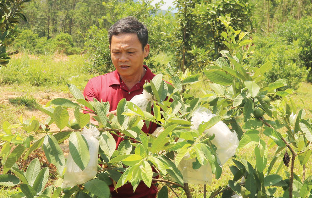 Phát triển các mô hình cây ăn quả