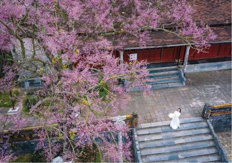 Season of Firmiana simplex flower