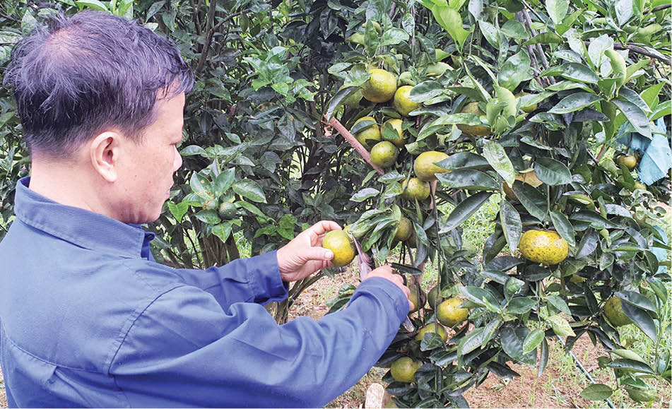 Biến vườn tạp thành vườn kinh tế