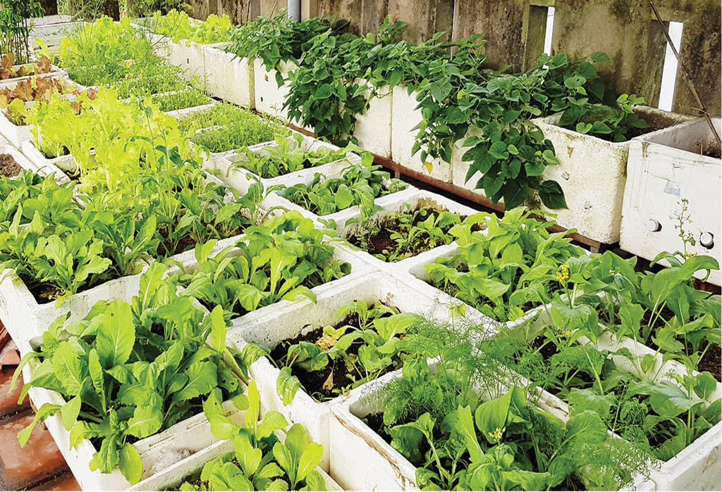 Setting up gardens on the terrace