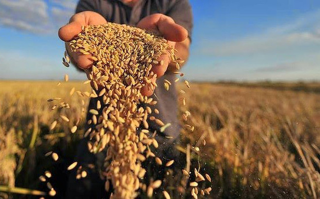 IMF, WB, WFP và WTO kêu gọi hành động khẩn cấp về an ninh lương thực