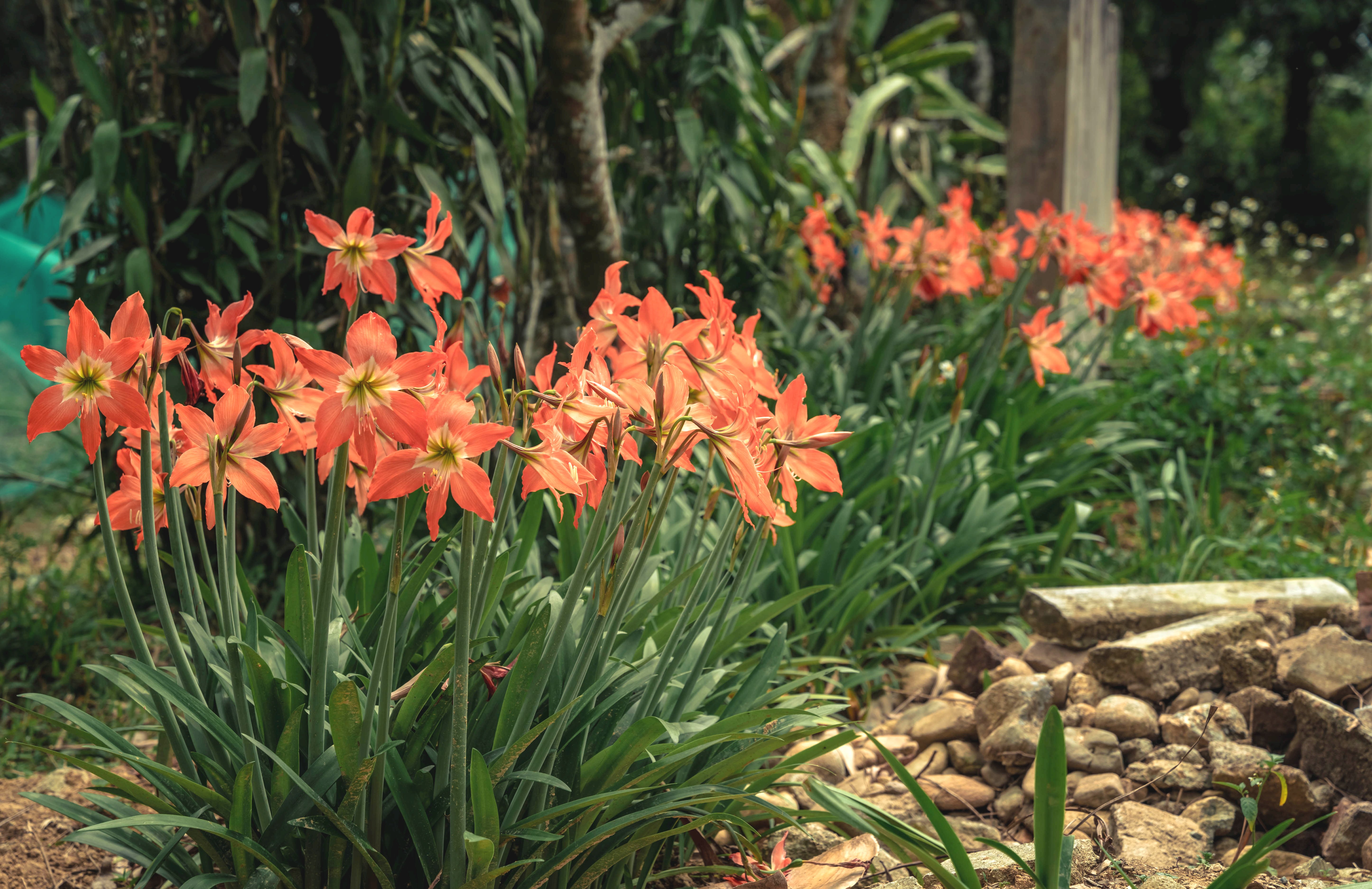 Sắc hoa màu nhớ ở vùng cao A Lưới