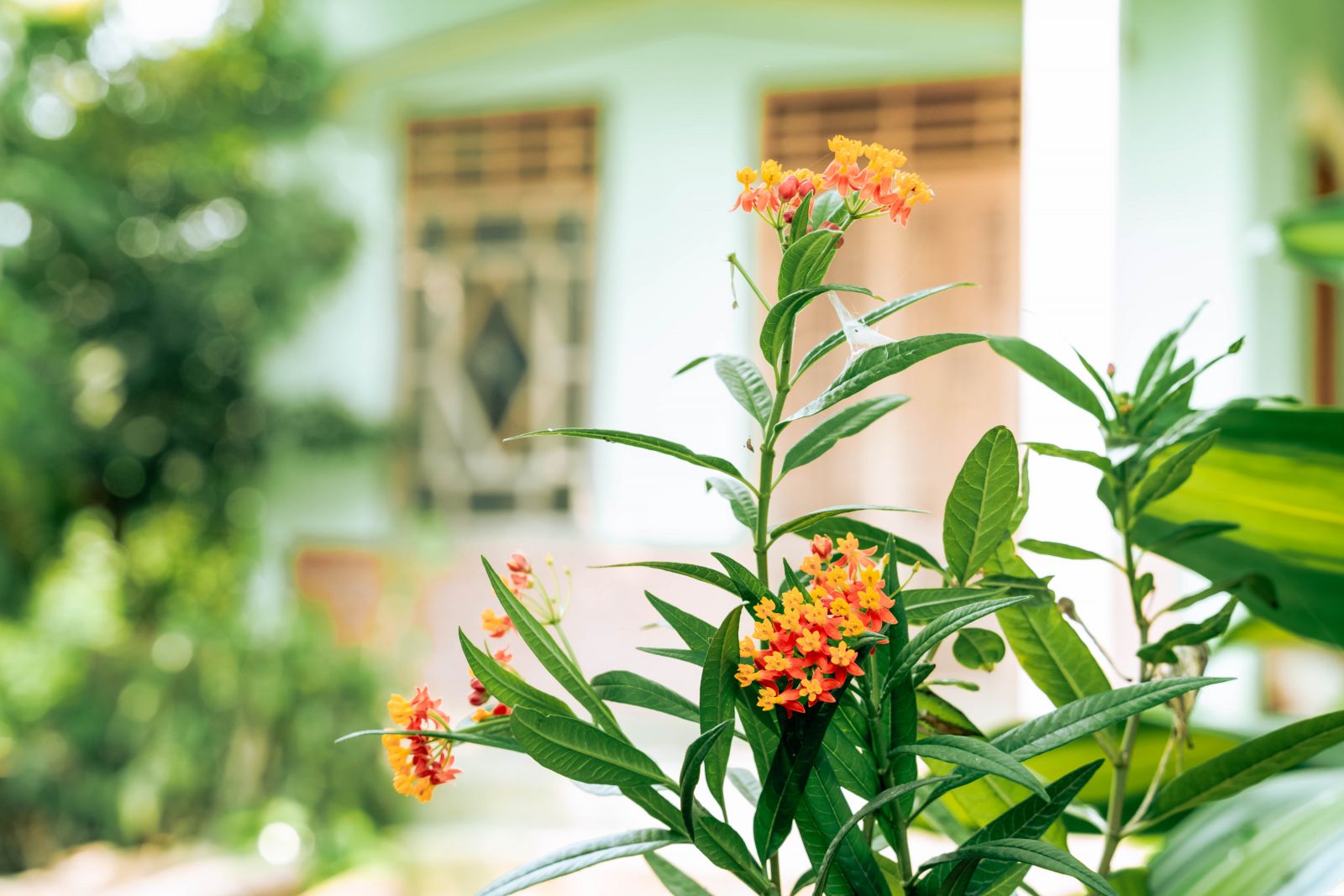 The memorable colors of flowers in the highlands of A Luoi