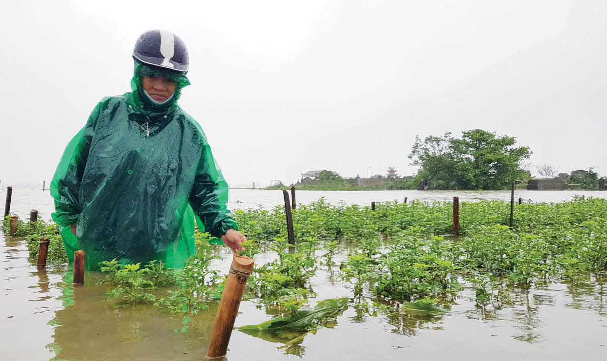 Quảng Điền chung sức hỗ trợ nông dân khôi phục sản xuất