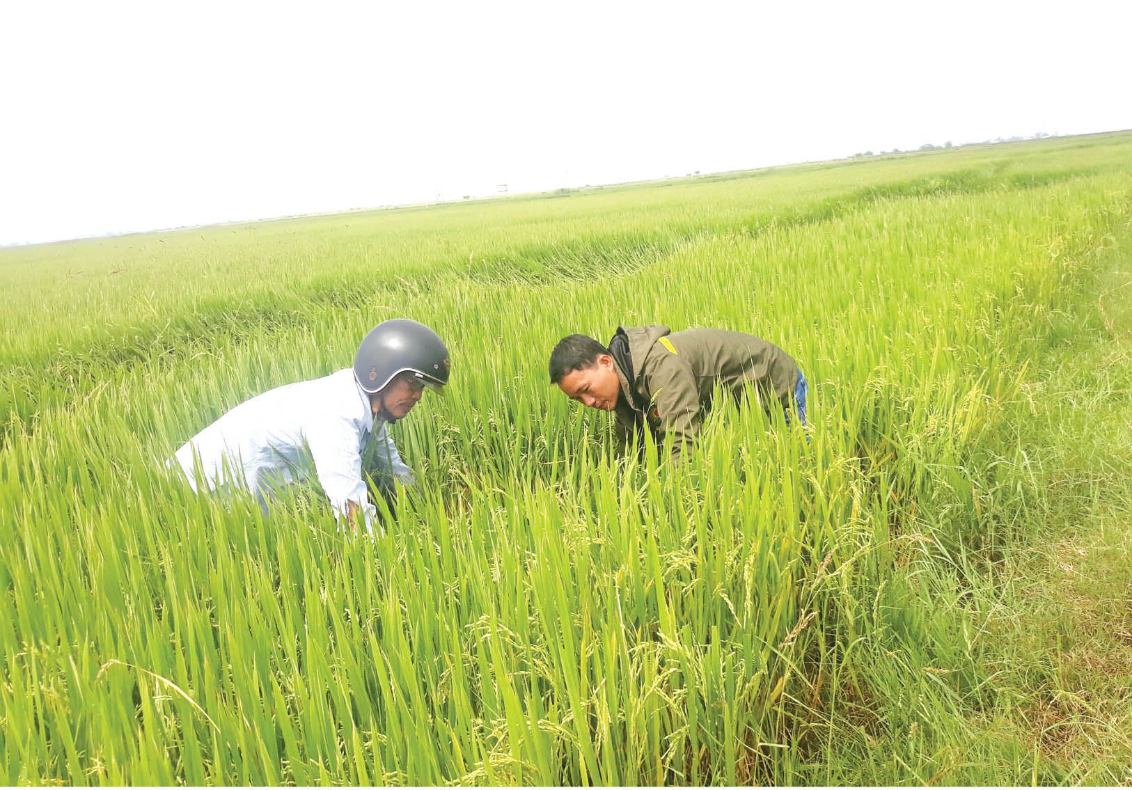 Nỗ lực bằng nhiều giải pháp, đảm bảo sản xuất
