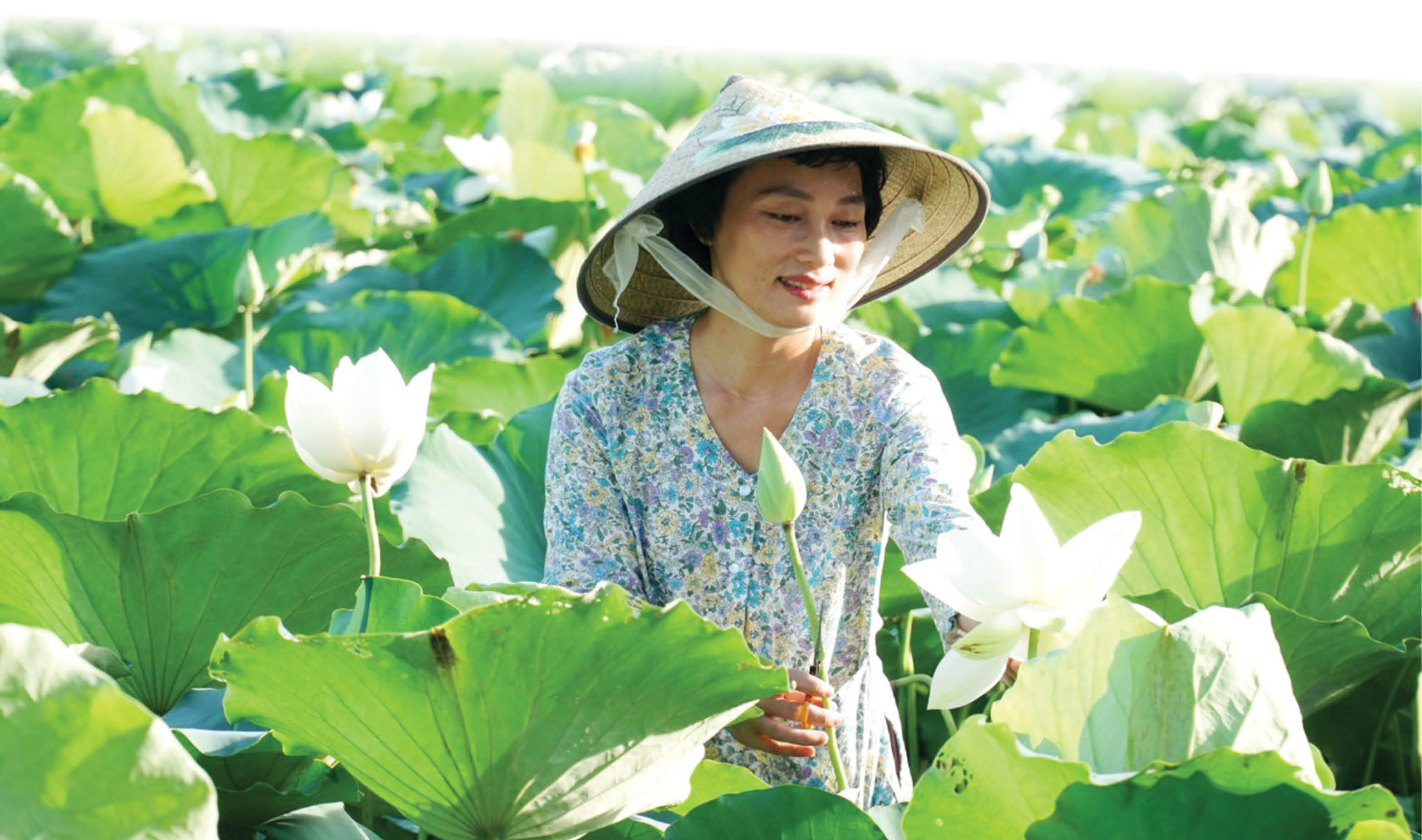 Chuyện cây sen “ngự”