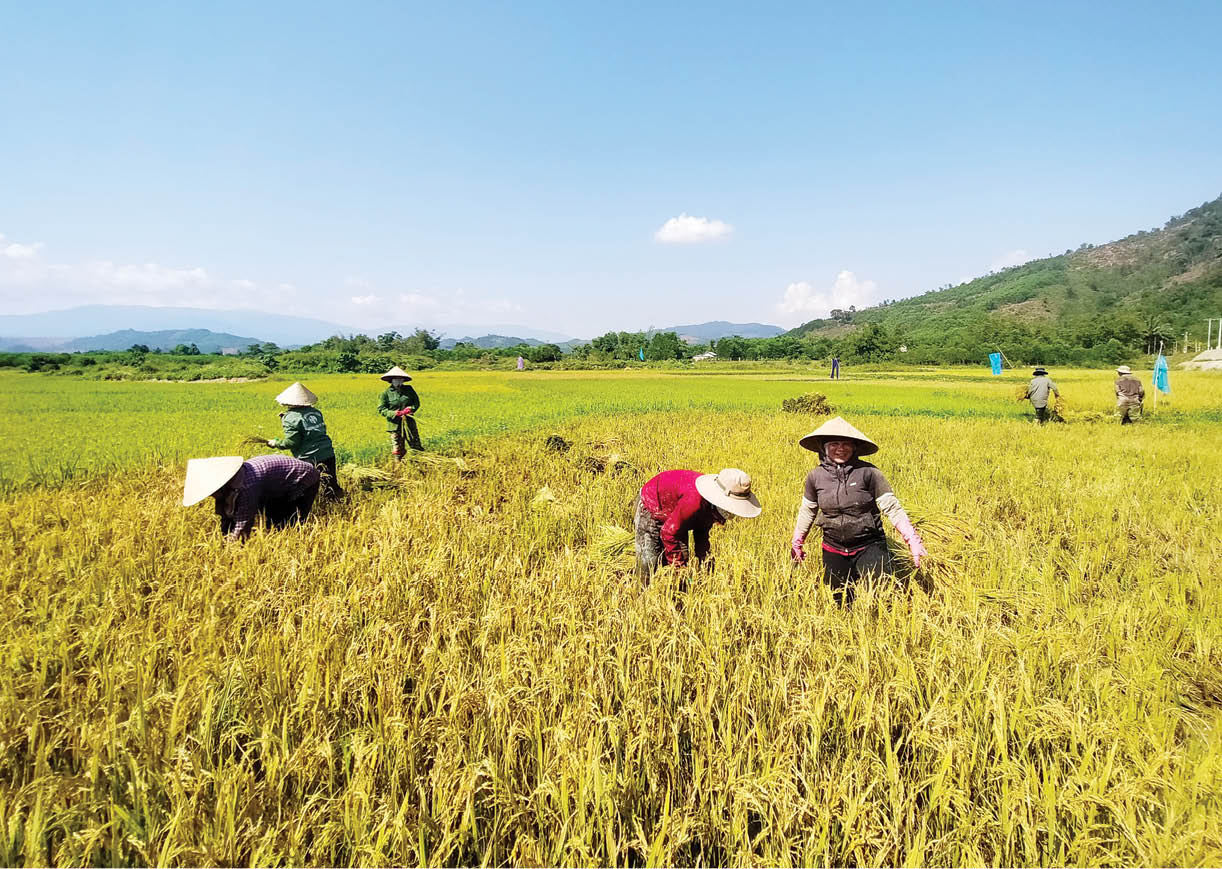 Bảo vệ mùa màng, tài sản trước giông lốc, thời tiết cực đoan