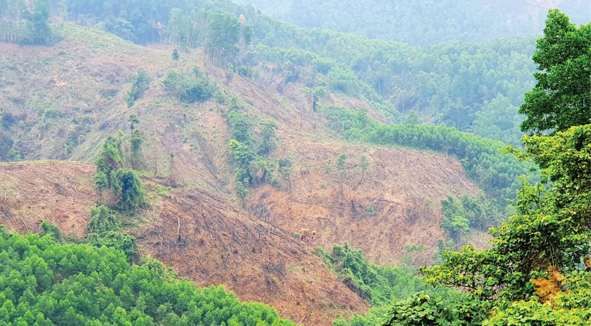 Hương Trà Tái diễn tình trạng lấn chiếm đất lâm nghiệp