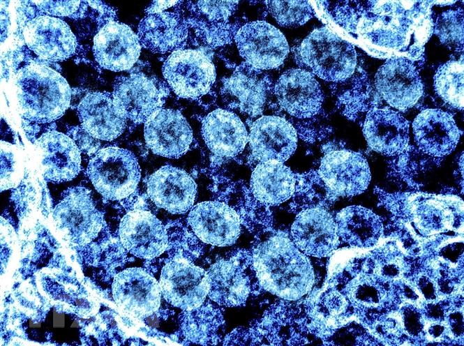 Nhiều biến thể phụ của Omicron có đồng nghĩa virus đang ngày càng đột biến